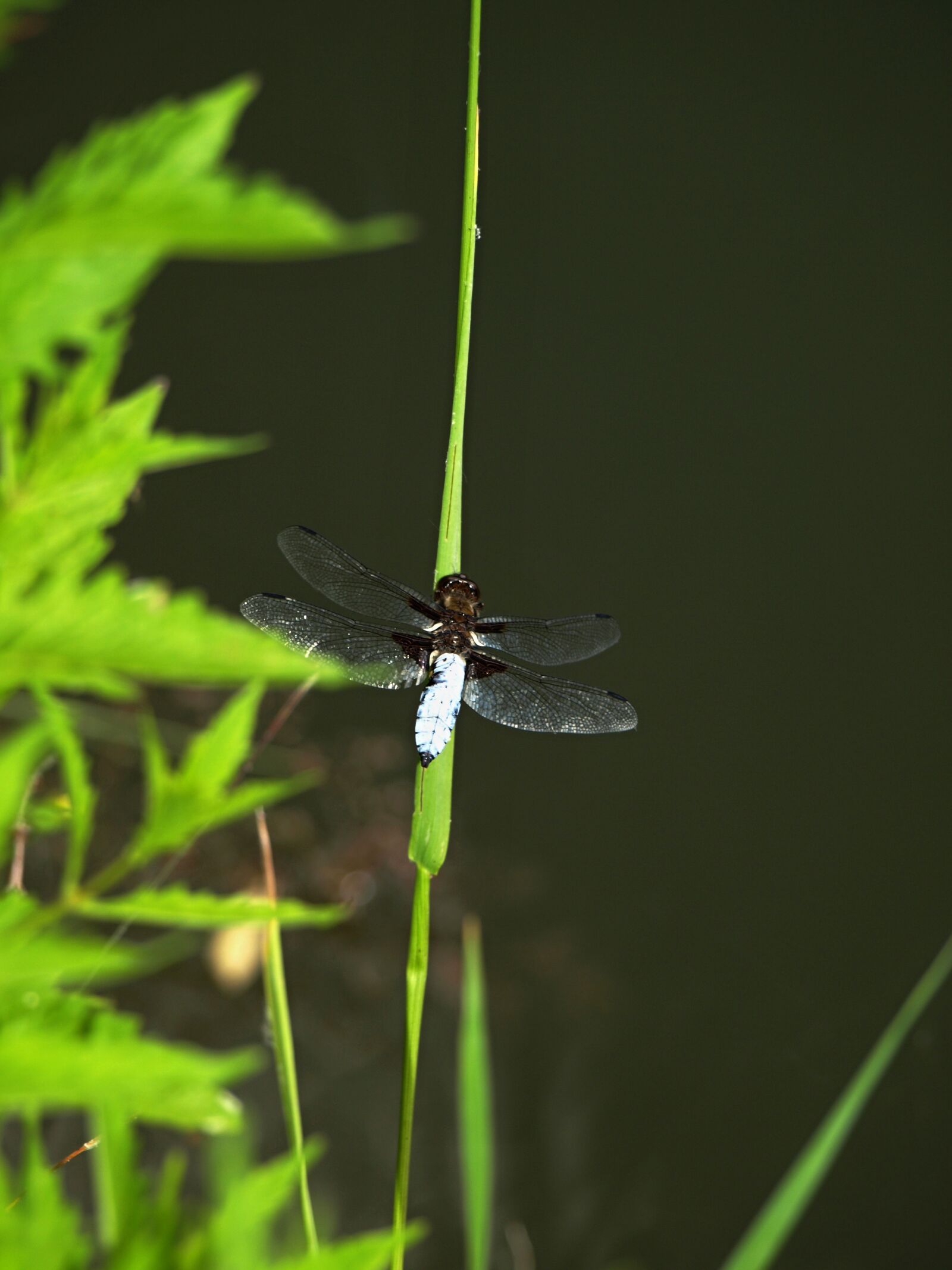 Olympus E-510 (EVOLT E-510) sample photo. Dragonfly, insects photography