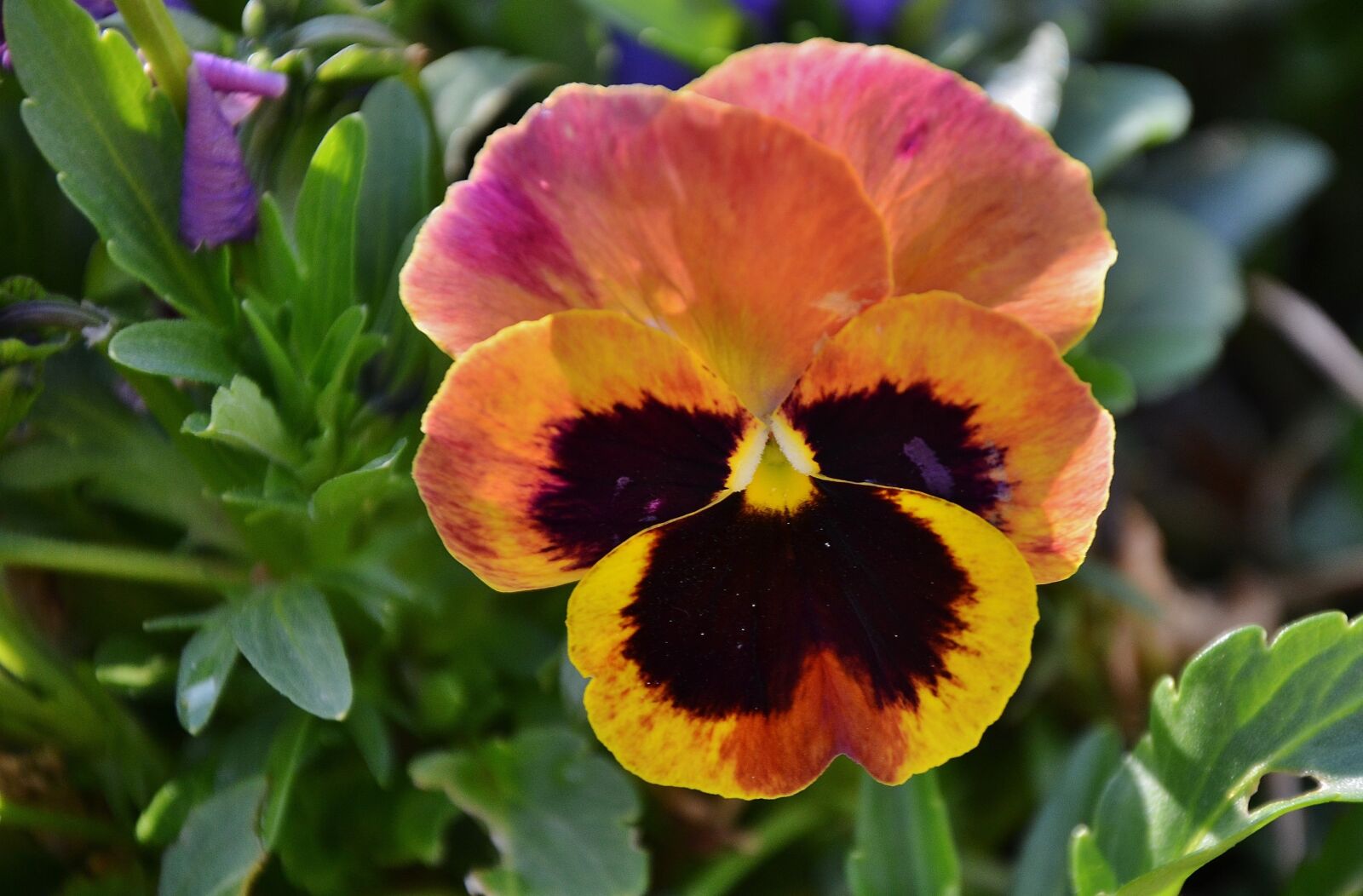 Nikon D7000 sample photo. Pansy, flower, natur photography