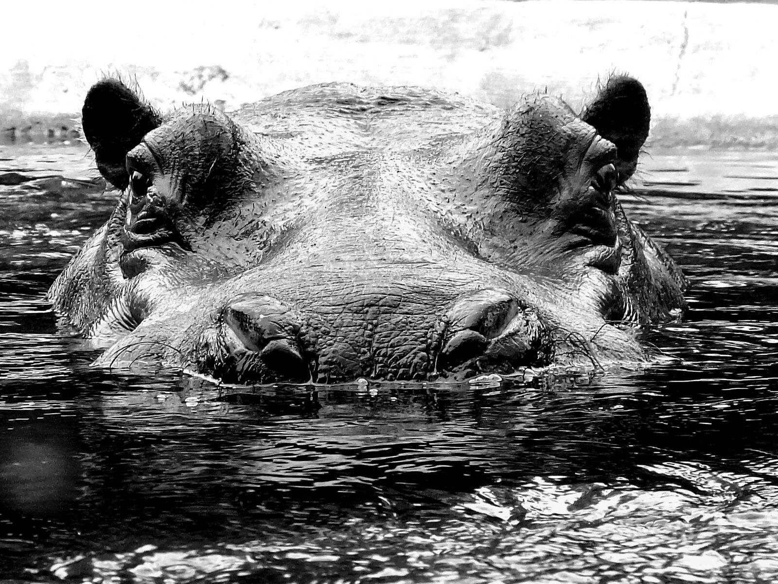 Fujifilm XF1 sample photo. Hippo, hippopotamus, hard photography