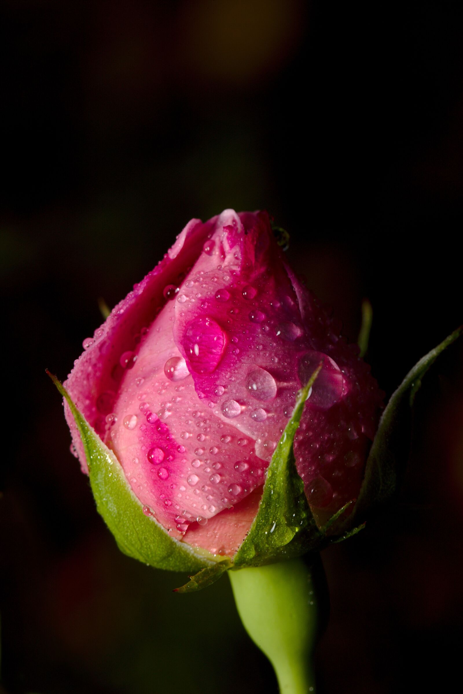Canon EF 100mm F2.8L Macro IS USM sample photo. Rose, drop of water photography
