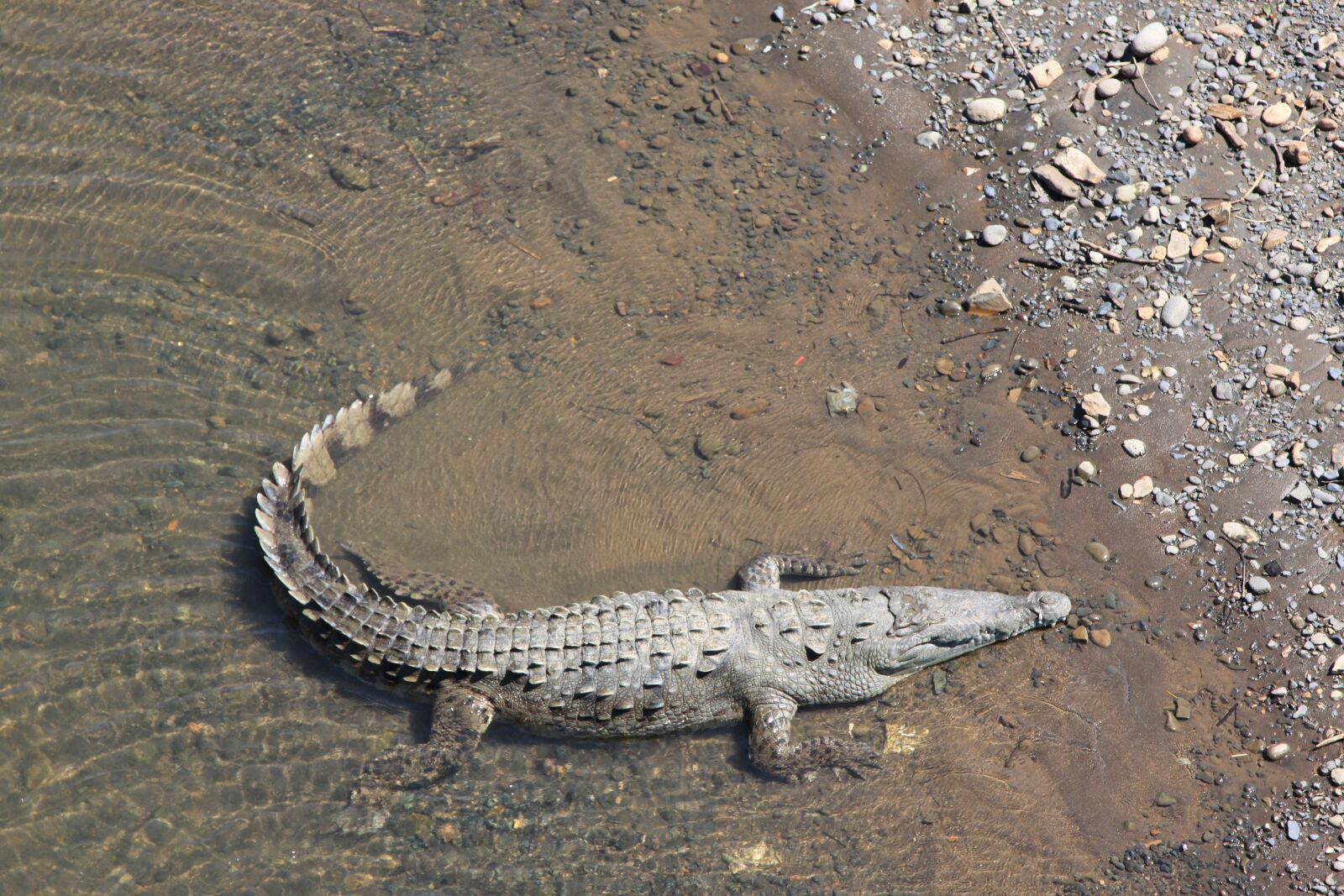 Canon EOS 500D (EOS Rebel T1i / EOS Kiss X3) sample photo. Crocodile, animal, river photography