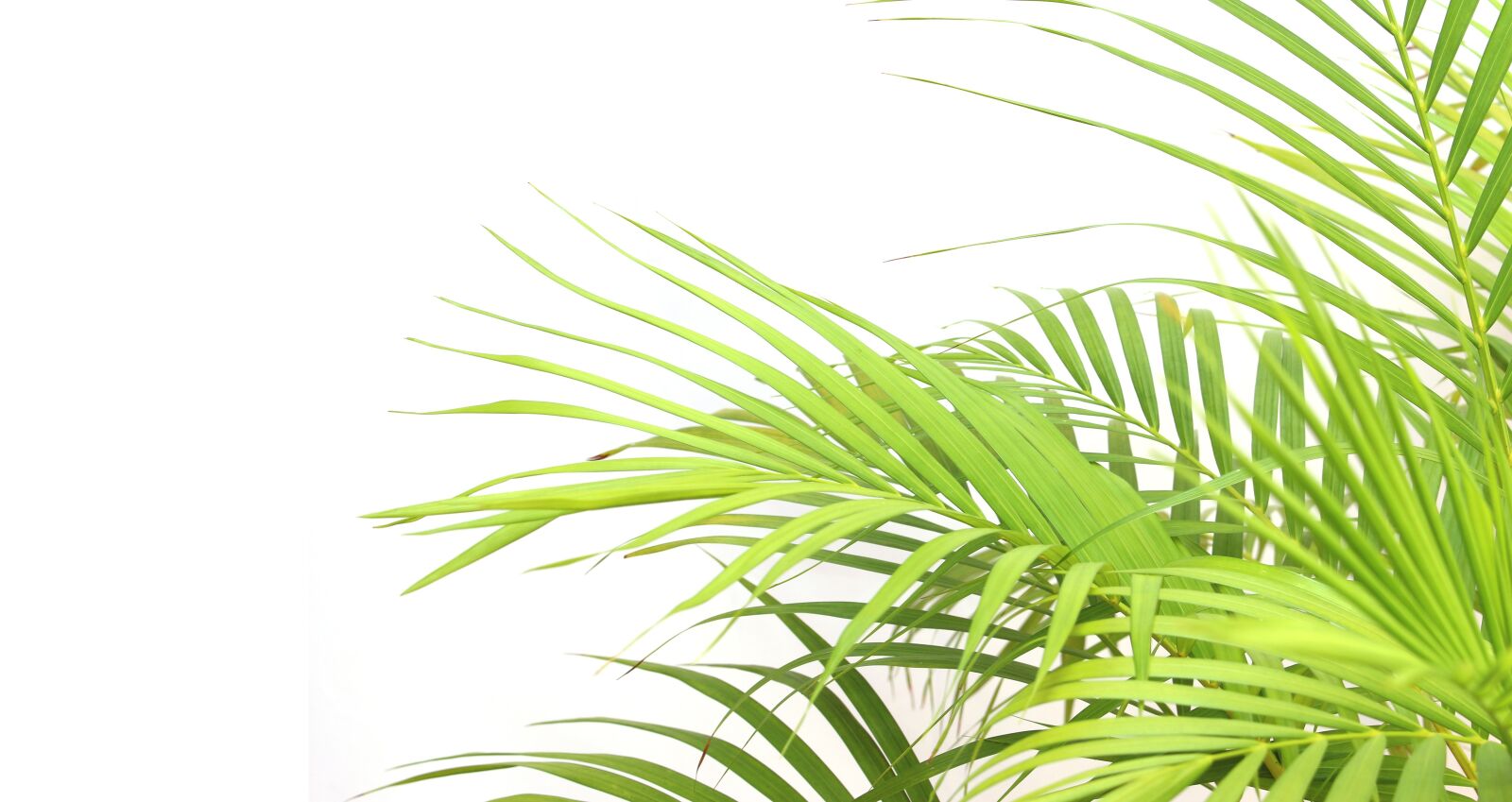 Canon EOS 700D (EOS Rebel T5i / EOS Kiss X7i) sample photo. Palm, leaf, foliage photography