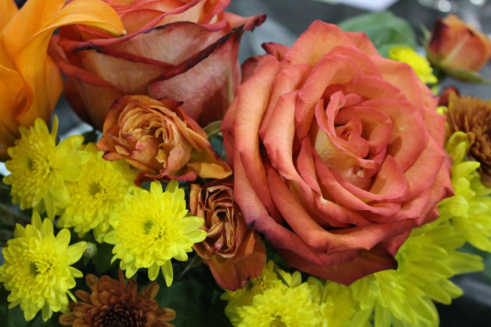 Canon EOS 1100D (EOS Rebel T3 / EOS Kiss X50) sample photo. Flower, rose, yellow photography
