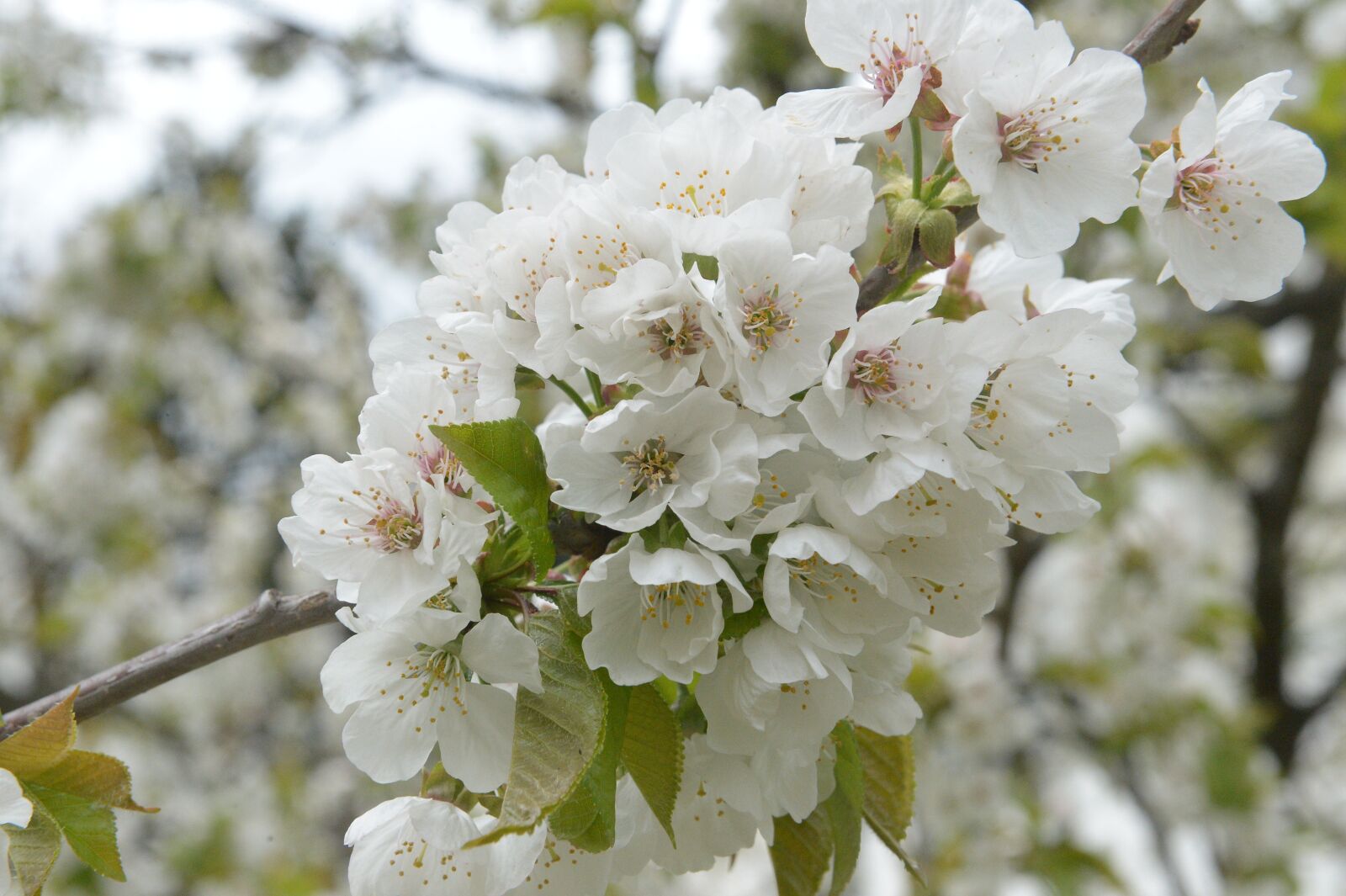 Nikon D4 sample photo. Cherry blossom, cherry branch photography
