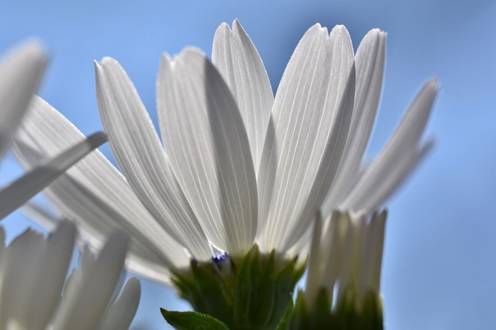 Nikon D7200 sample photo. Marguerite, blossom, bloom photography
