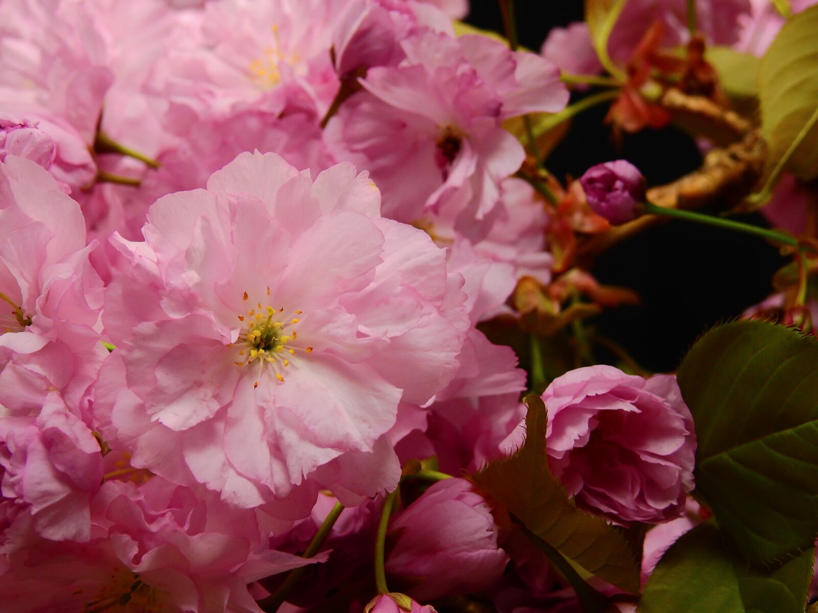 Nikon Coolpix P900 sample photo. Flowers, bloom, pink photography