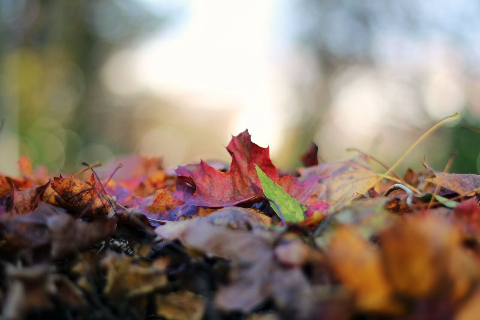 Canon EOS 700D (EOS Rebel T5i / EOS Kiss X7i) + Canon EF 50mm F1.8 STM sample photo. Autumn, leaves, fall foliage photography