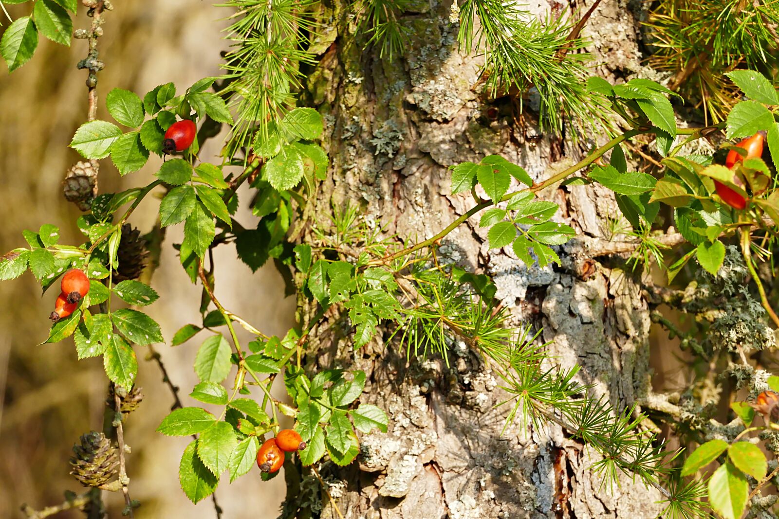 Panasonic Lumix DMC-FZ1000 sample photo. Rose hip, log, pine photography