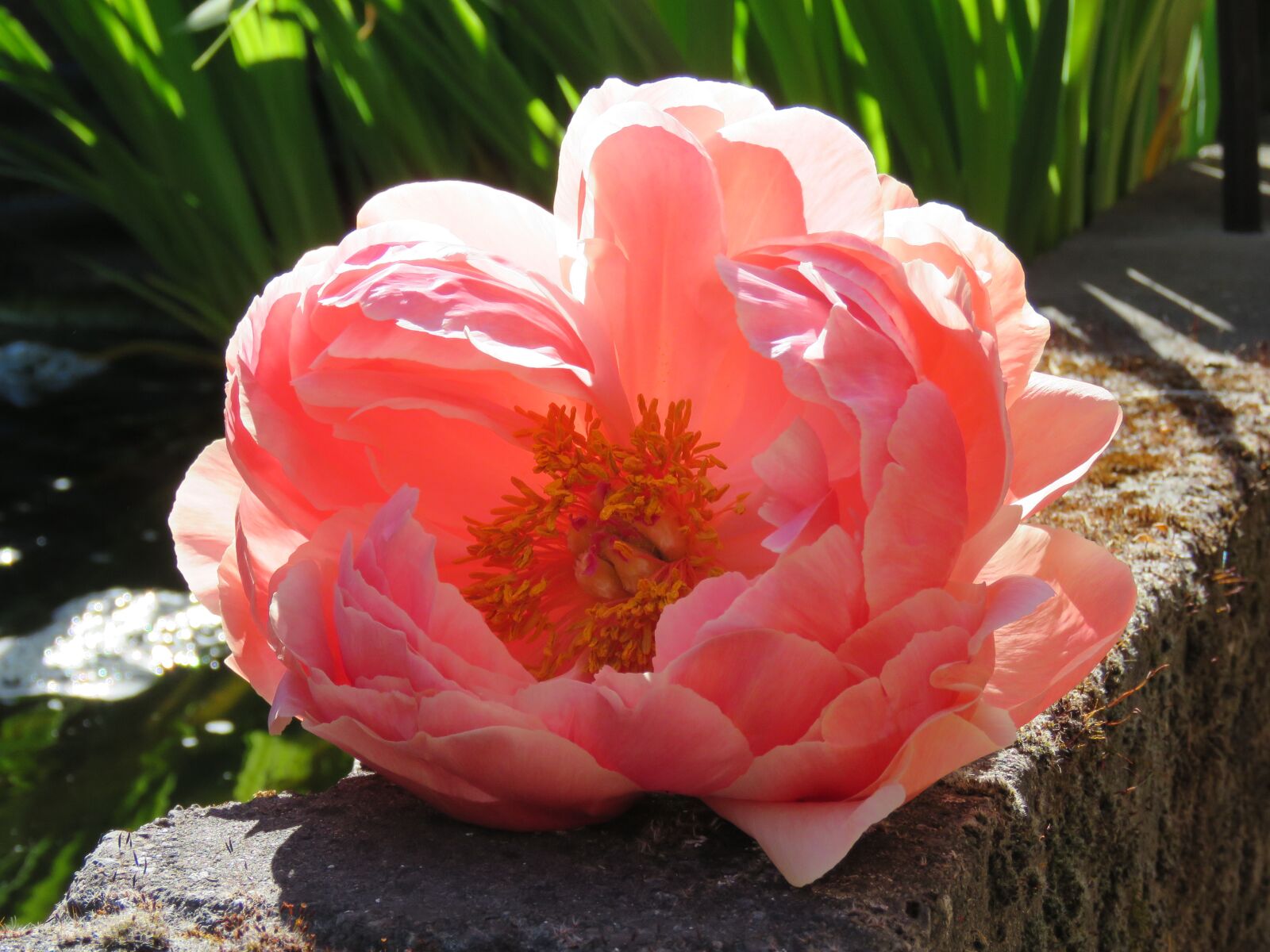 Canon PowerShot SX60 HS sample photo. Peony, flower, pink photography