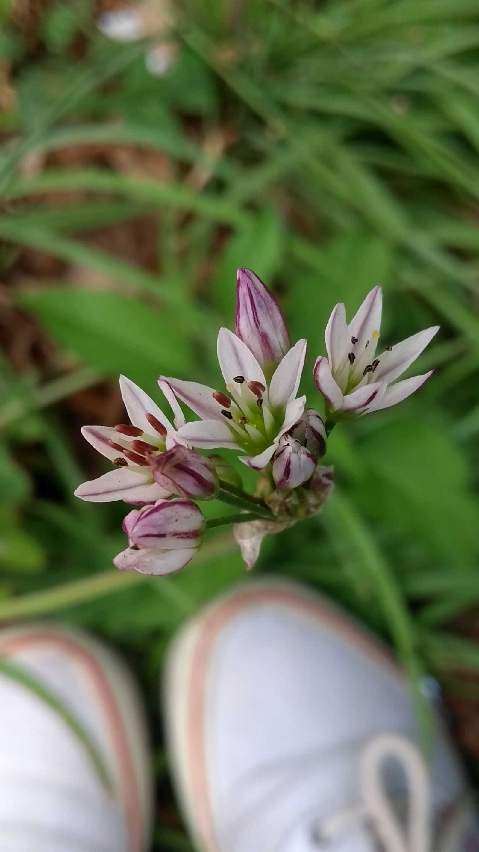 Motorola Moto G (5th Gen) sample photo. Flowers, tennis, green photography