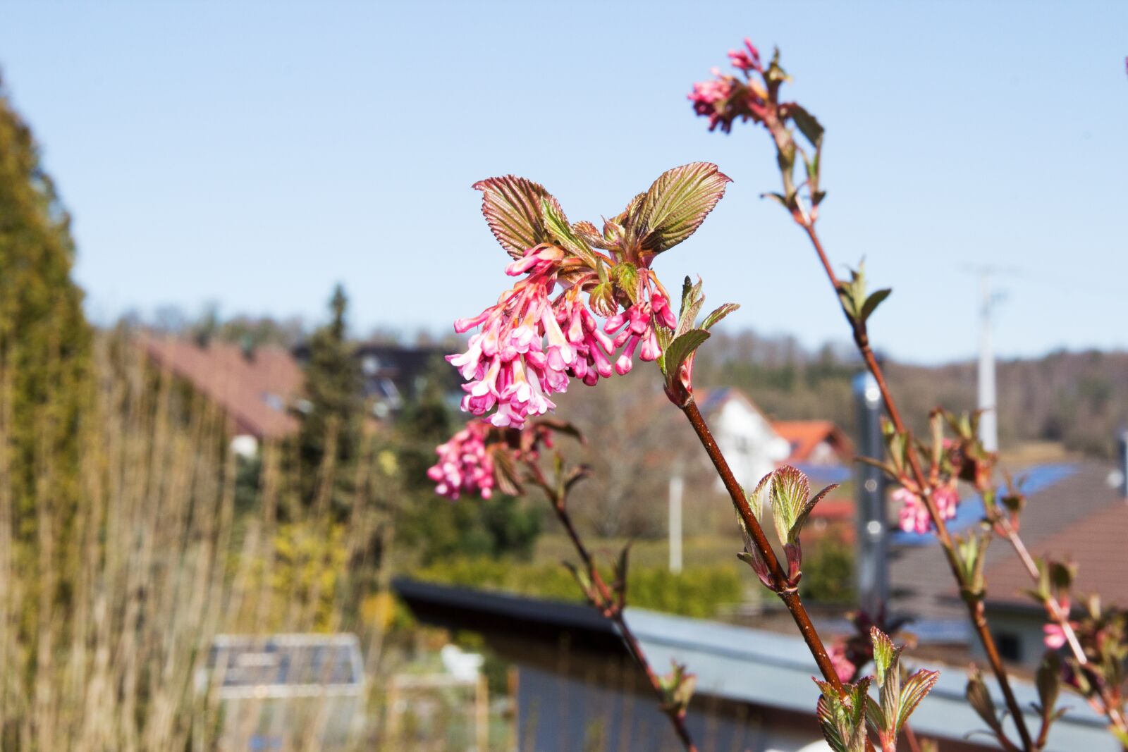 Canon EOS 600D (Rebel EOS T3i / EOS Kiss X5) sample photo. Bush, blossom, bloom photography