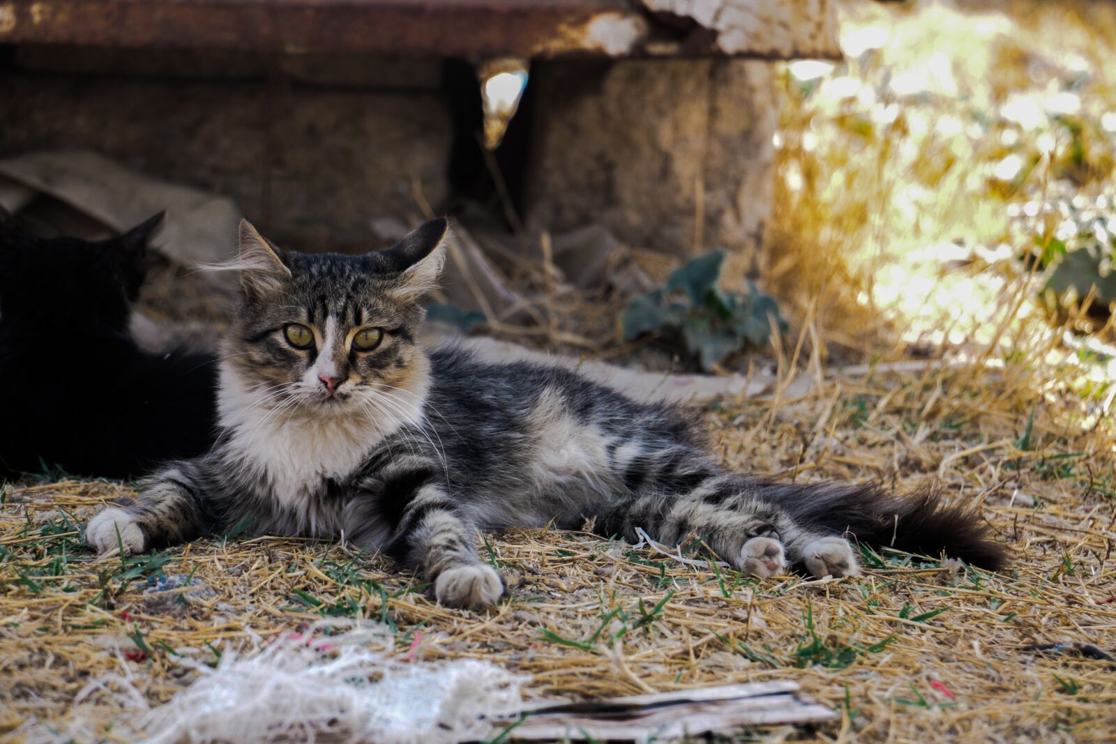 Canon EOS 70D sample photo. Animal, nature, cat photography
