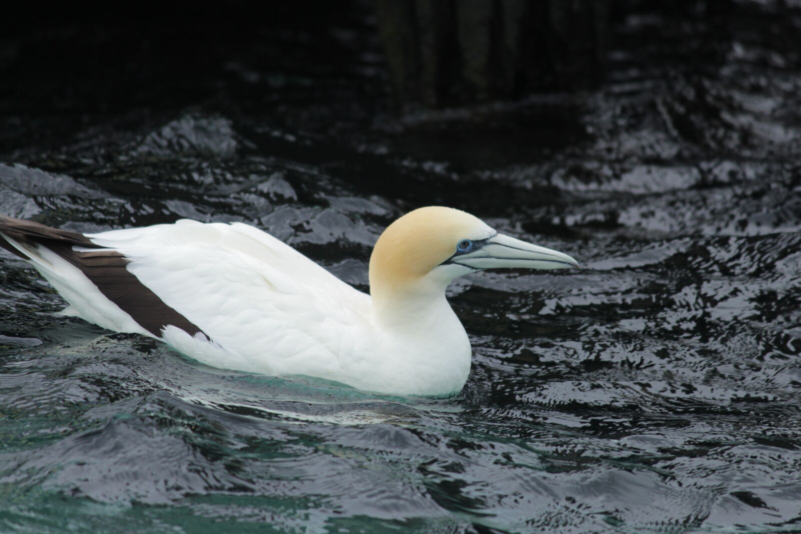 Canon EOS 700D (EOS Rebel T5i / EOS Kiss X7i) sample photo. Australasian gannett, ramsar, port photography