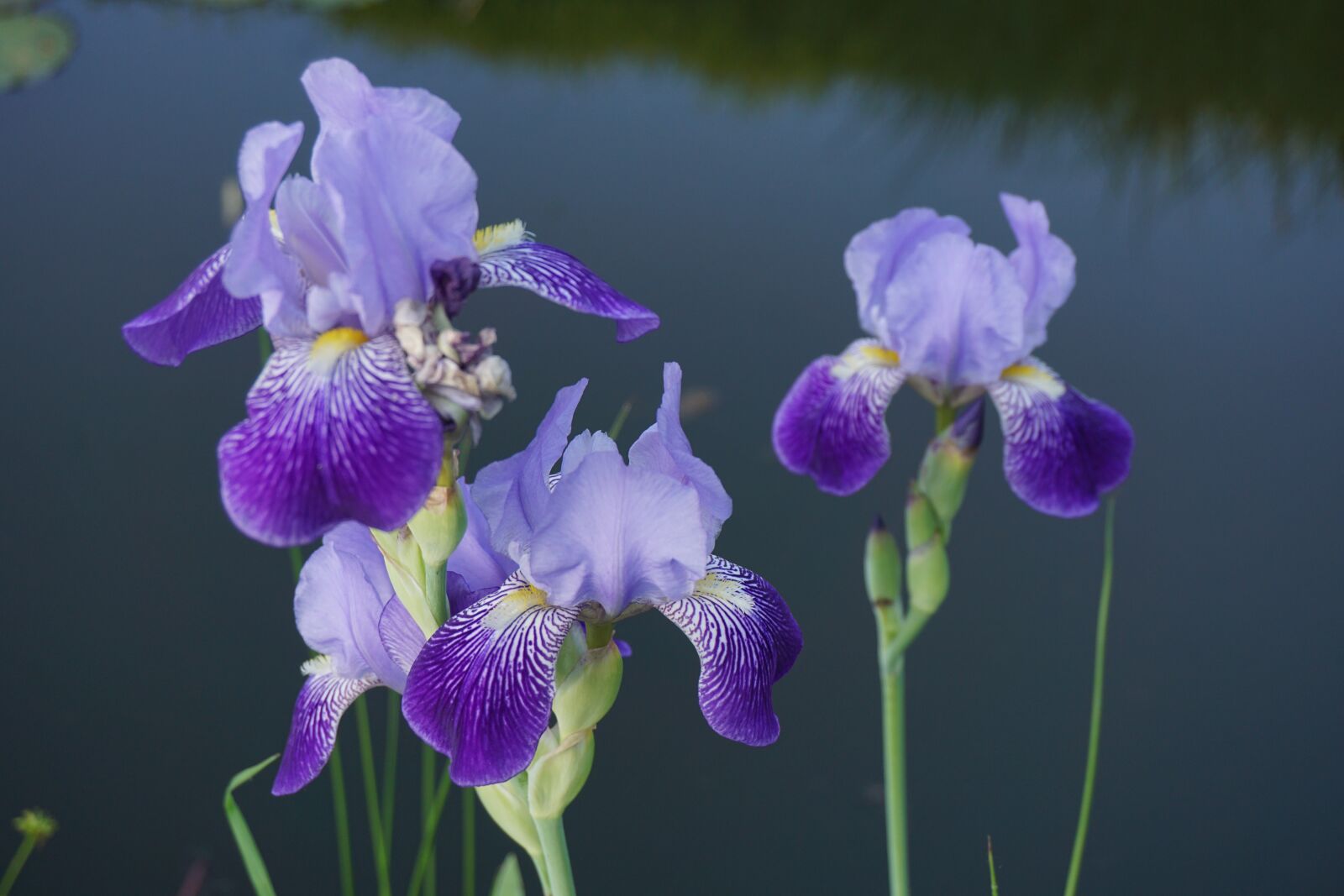 Sony a6000 sample photo. Flower, pond, blossom photography
