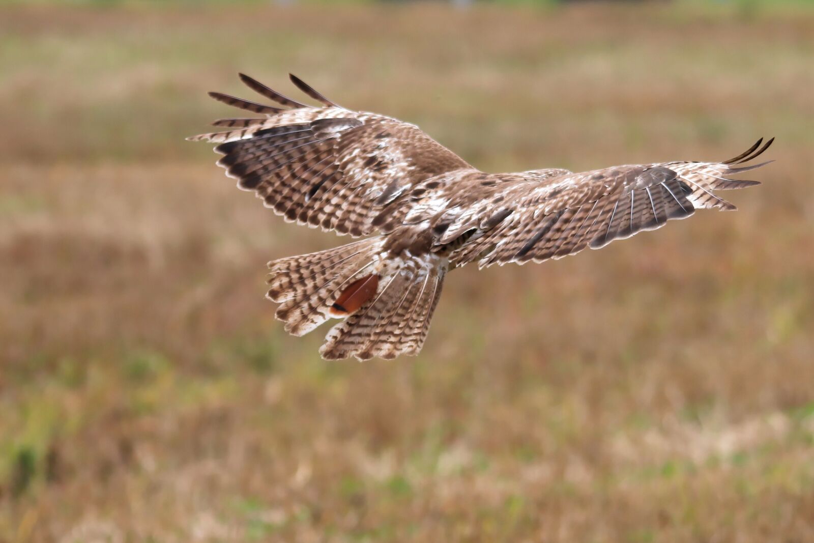 Canon EOS 70D sample photo. Red-tailed hawk, juvenile, hawk photography