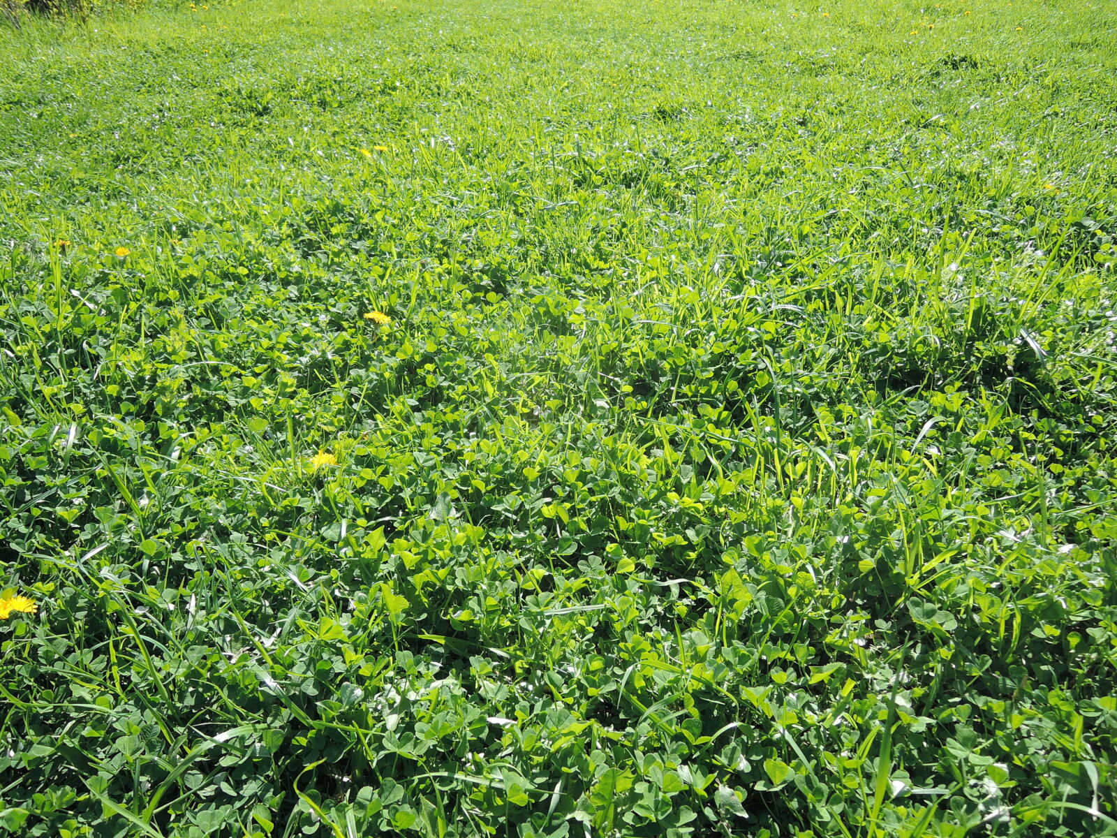 Nikon Coolpix P330 sample photo. Fresh, grass, green, spring photography