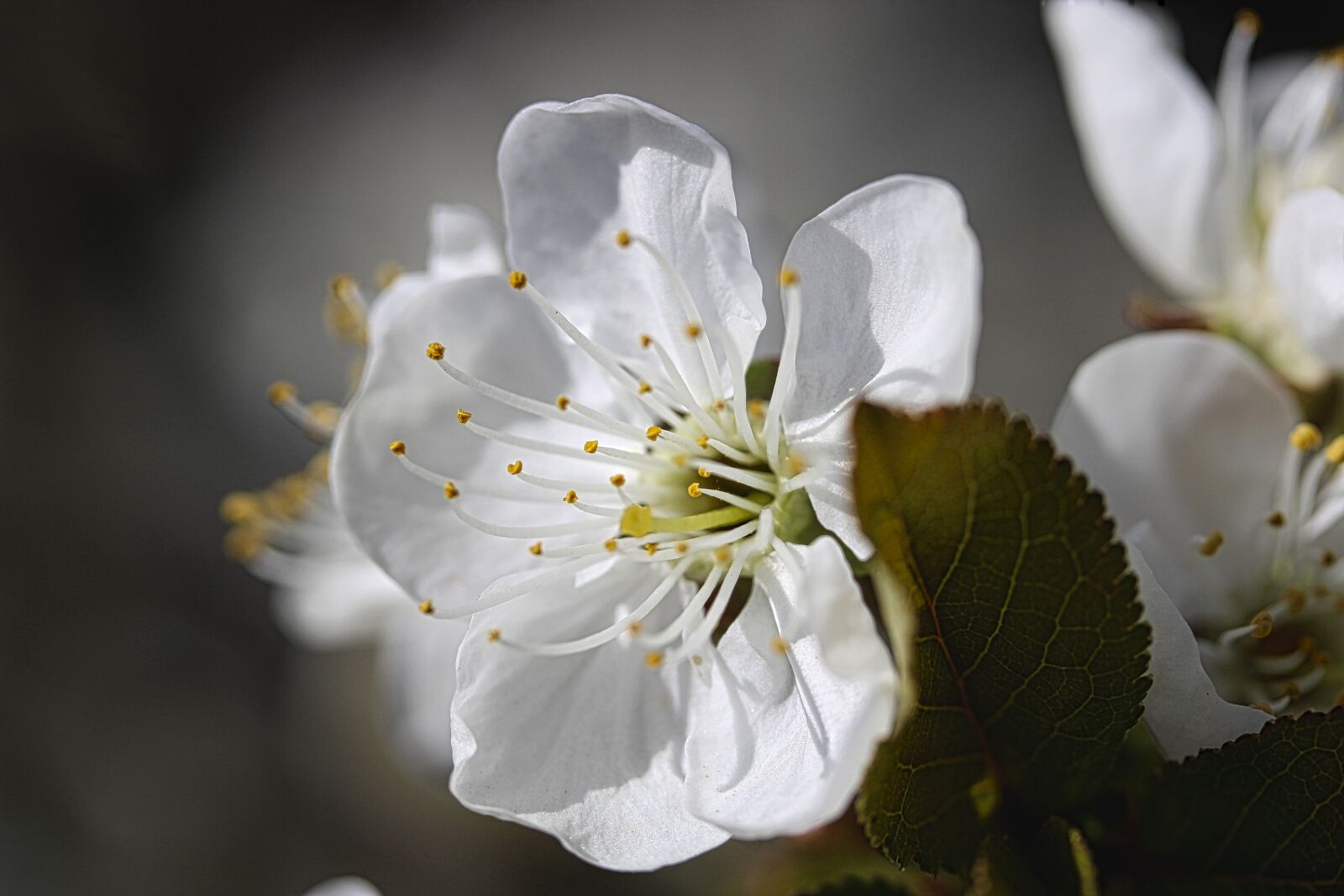 Canon EF-S 60mm F2.8 Macro USM sample photo. Spring, flourished, nature photography