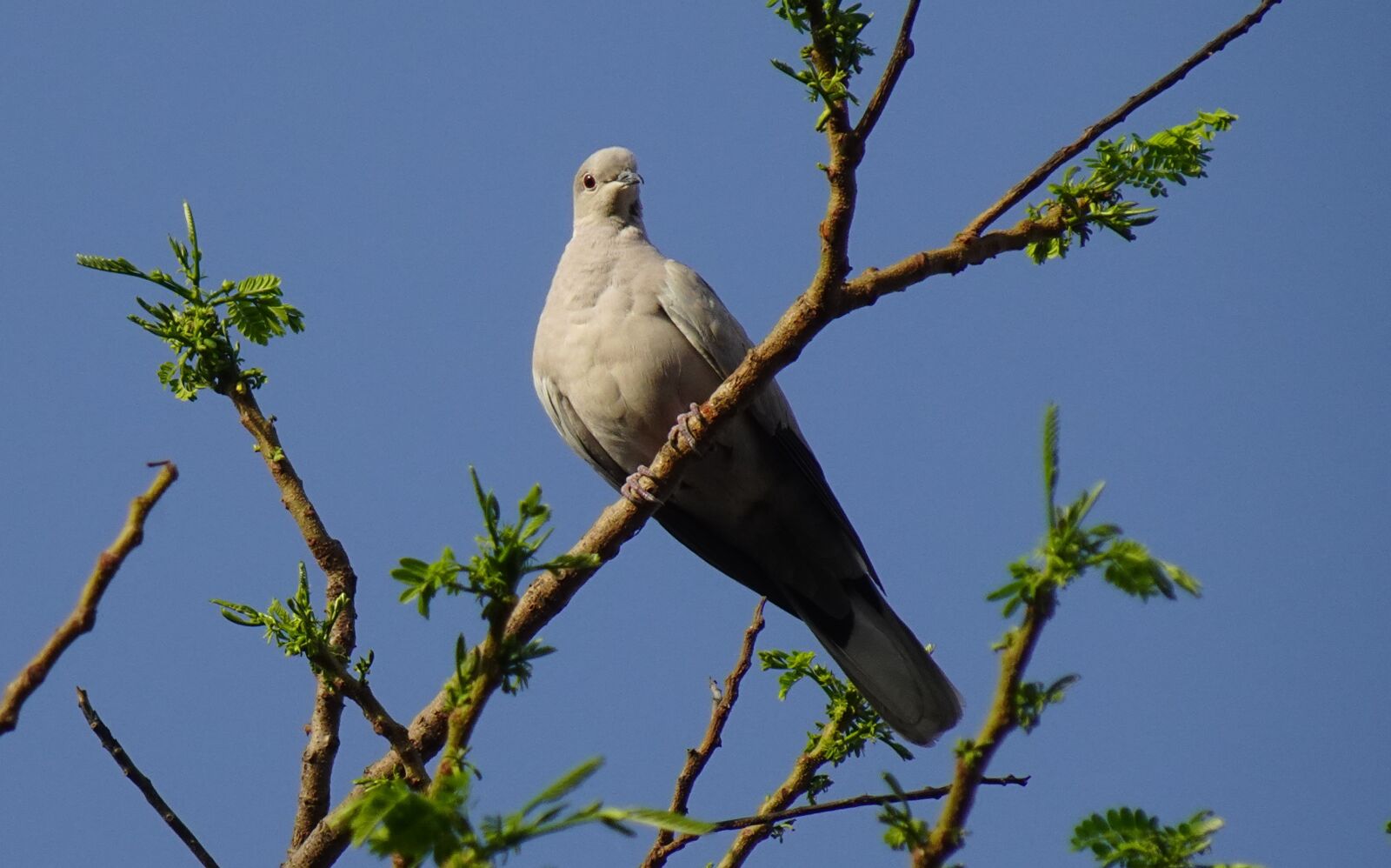 Sony DSC-WX800 sample photo. Bird, dove, eurasian collared photography