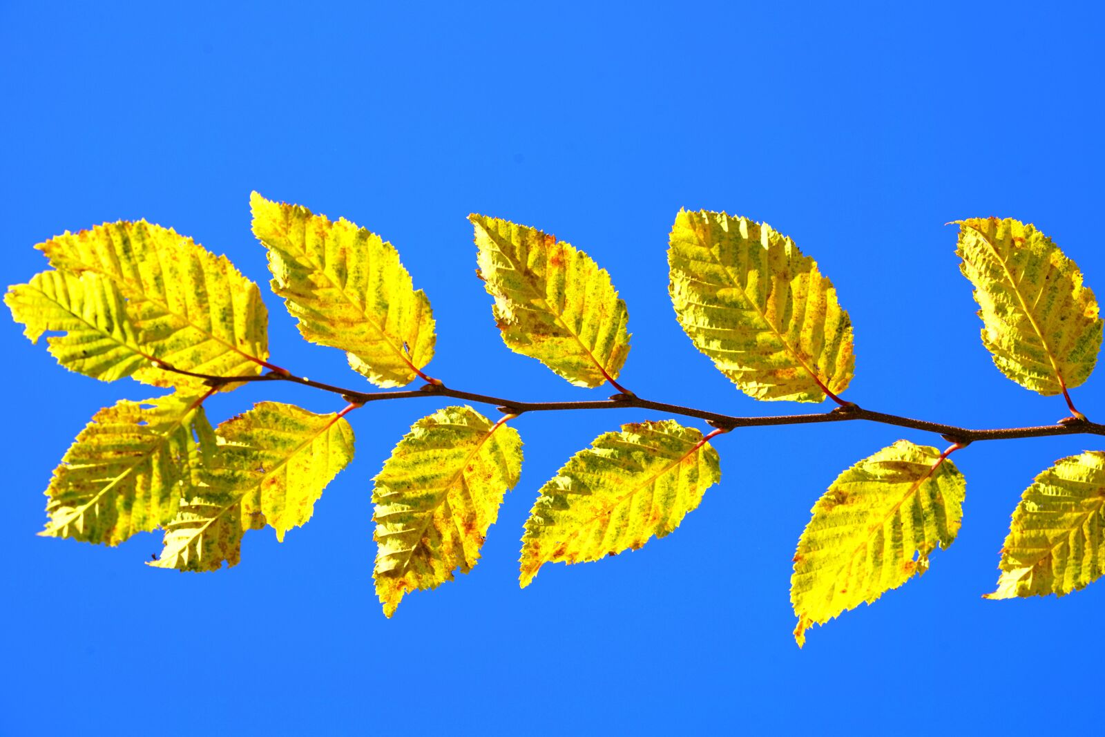 Sony a7R II sample photo. Leaves, leaf coloring, fall photography
