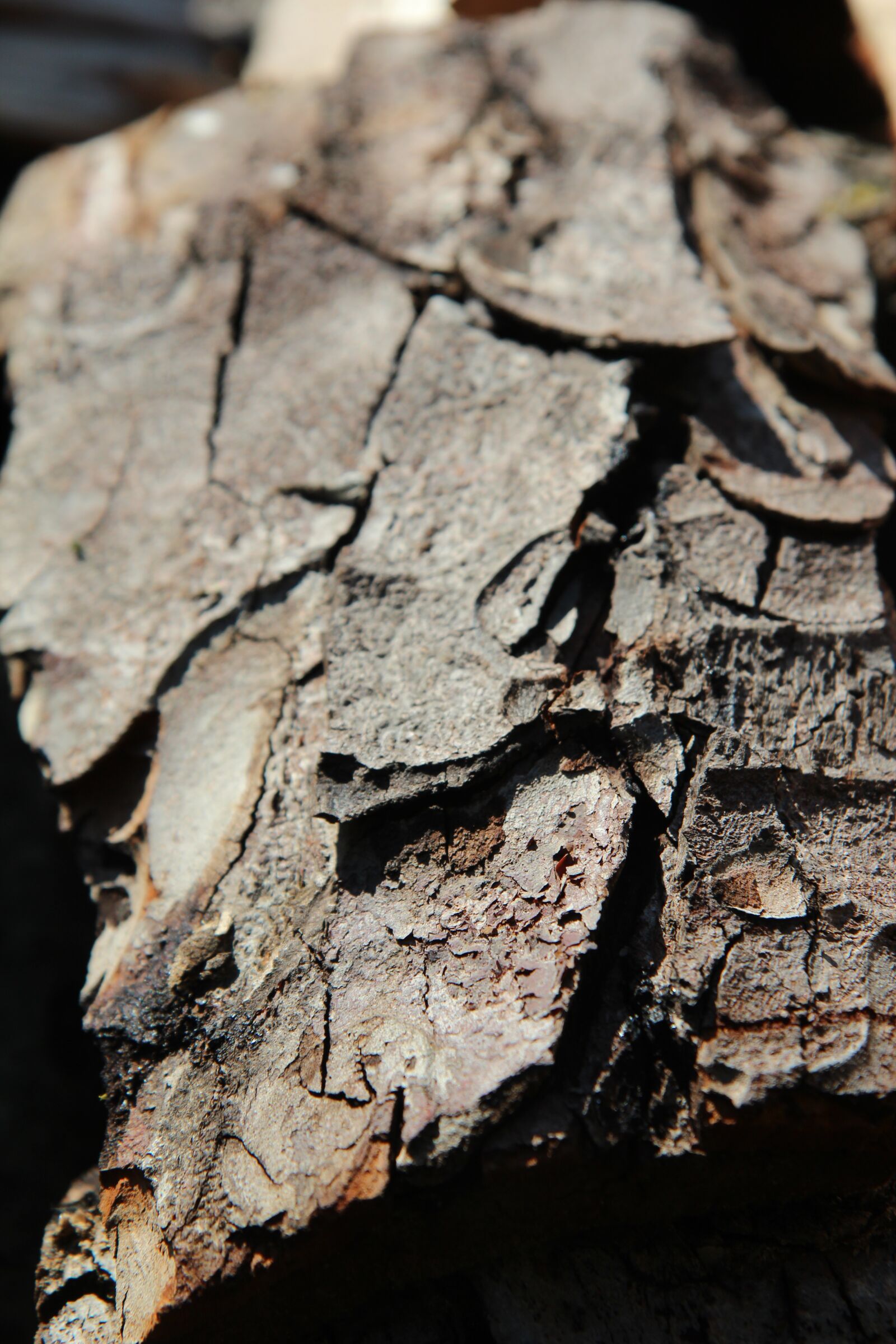 Canon EOS 600D (Rebel EOS T3i / EOS Kiss X5) sample photo. Bark, bark chestnut, horse photography