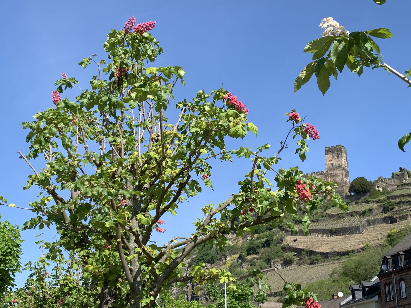 iPhone XS back dual camera 4.25mm f/1.8 sample photo. Rhine, romance of the photography