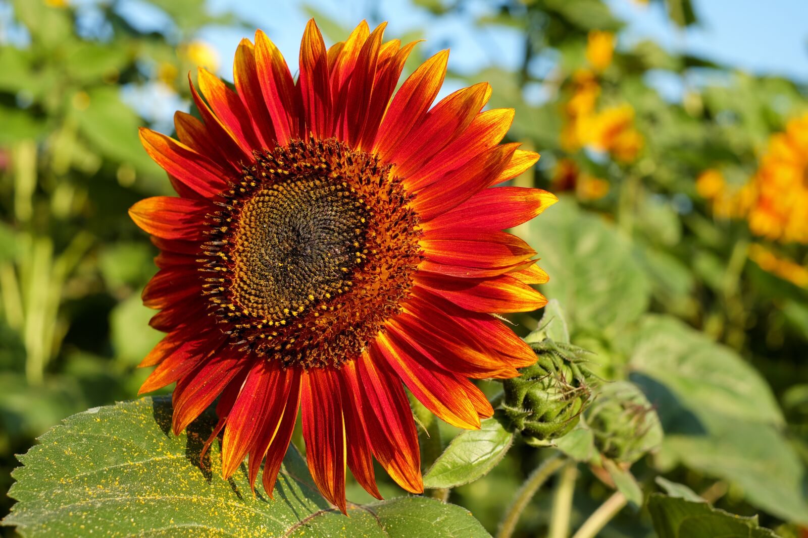 Fujifilm X-T10 + Fujifilm XF 35mm F1.4 R sample photo. Sunflower, flower, blossom photography