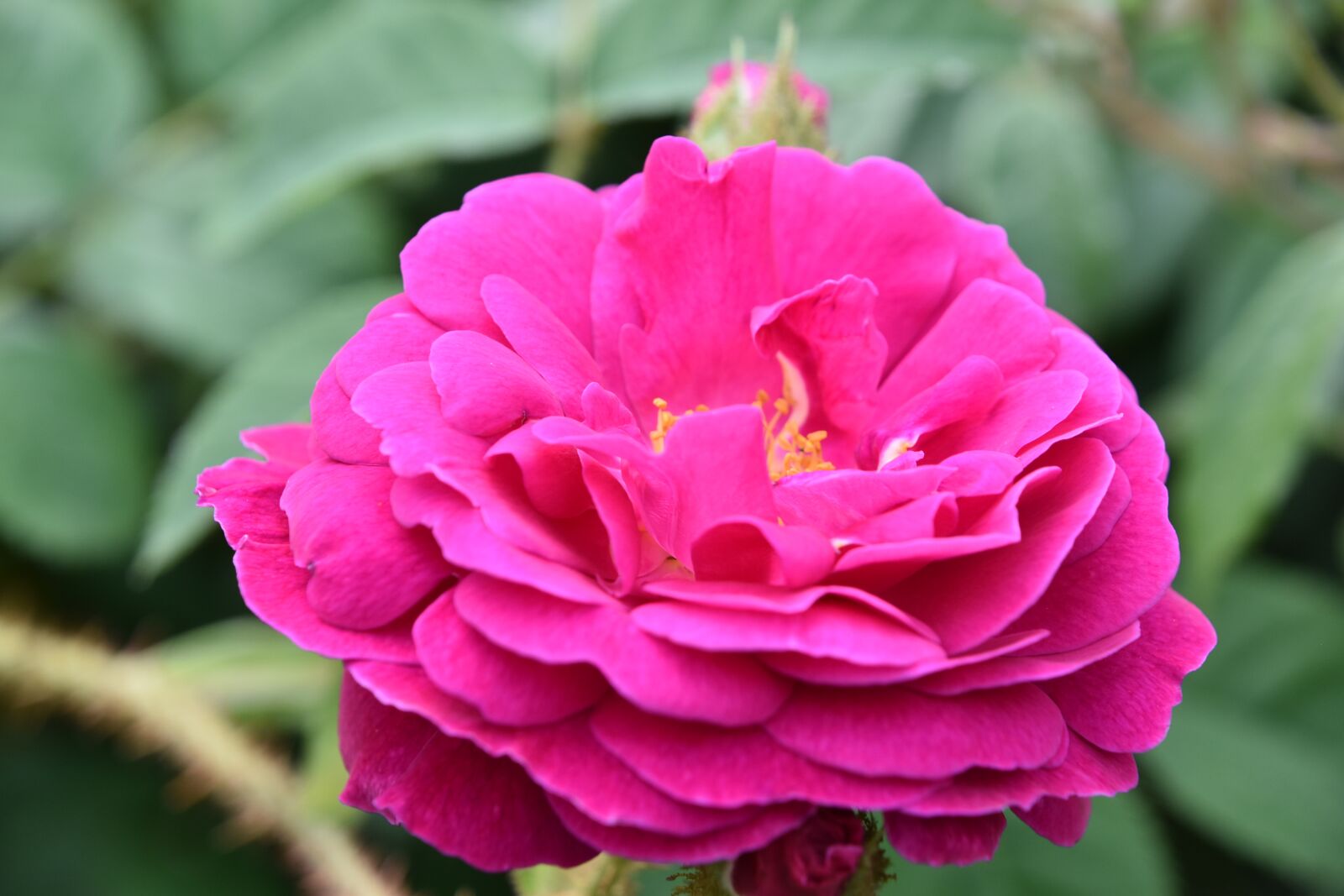 Nikon D5600 sample photo. Pink, rosary, flower photography