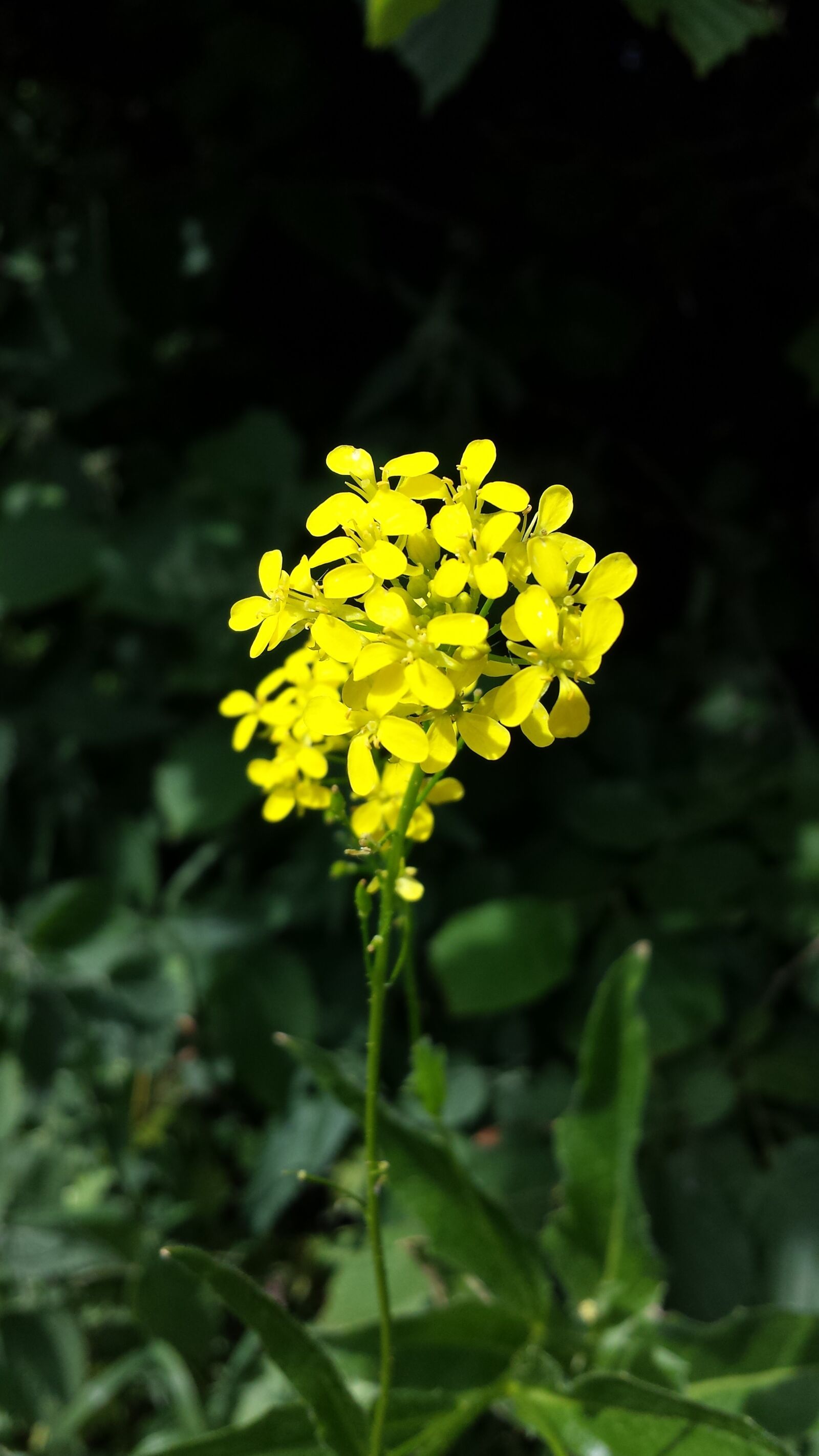 Samsung Galaxy S4 sample photo. Canola, summer, nature photography
