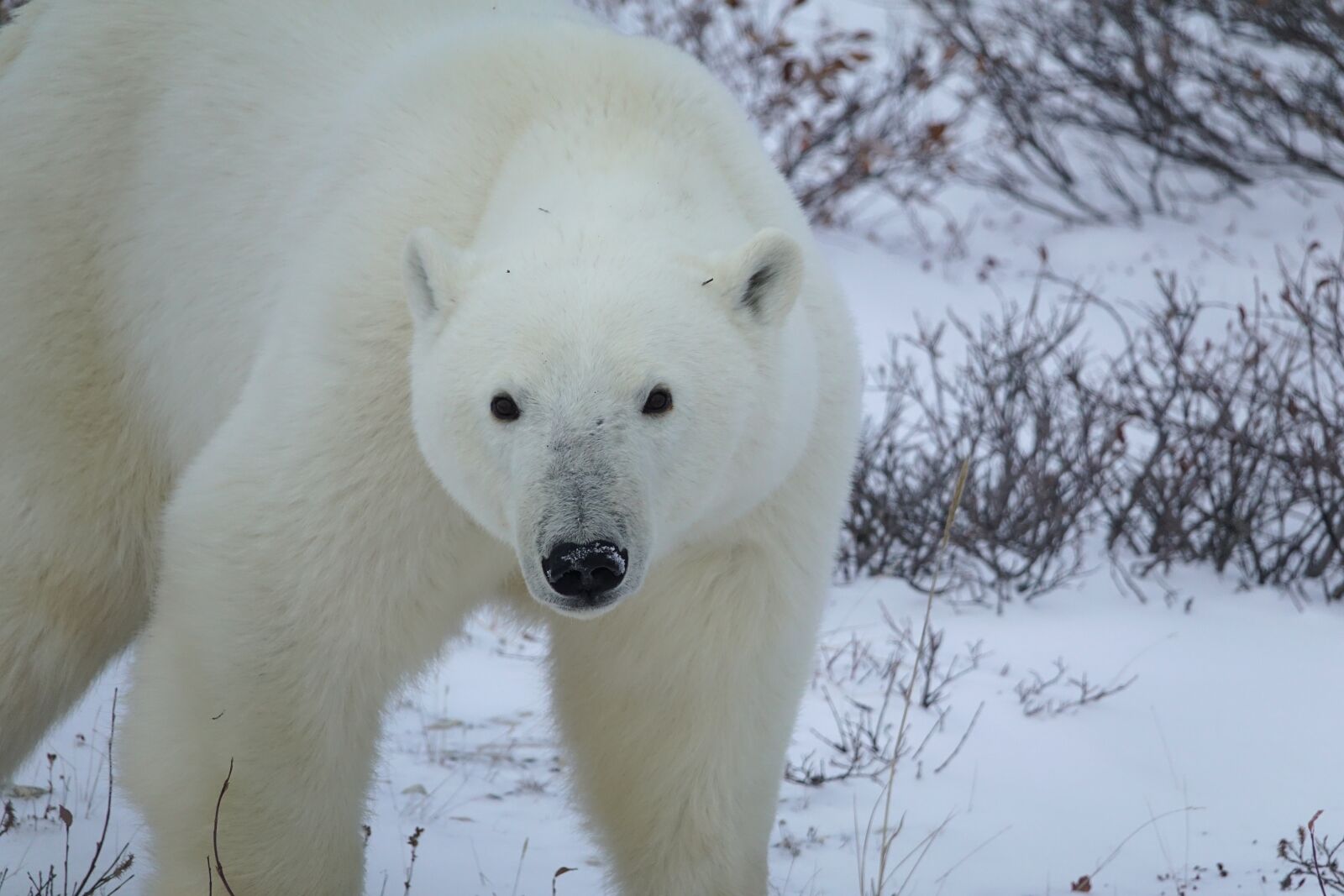 Sony Cyber-shot DSC-RX10 III sample photo. Polar bear, bear, arctic photography