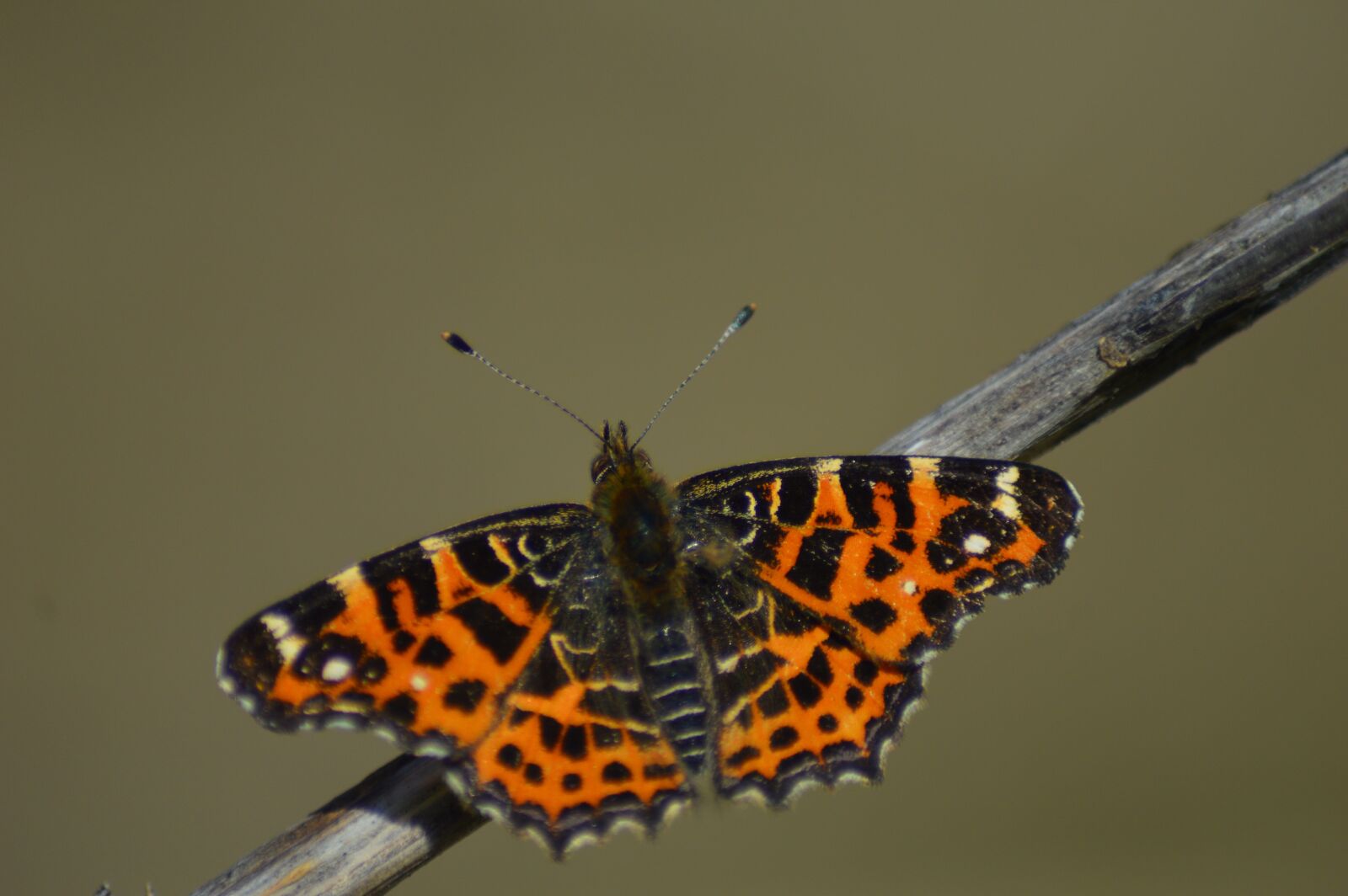 Nikon D3200 sample photo. Butterfly, orange, spring photography