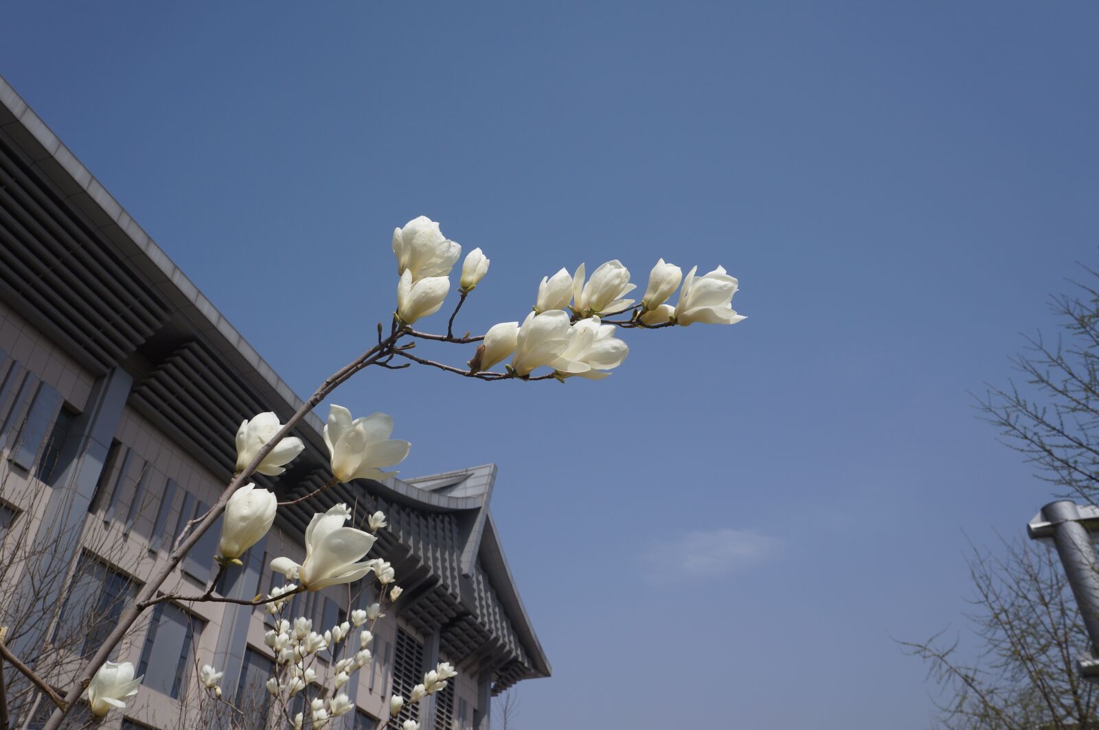 Sony Alpha NEX-5N sample photo. Peach blossom, blue sky photography