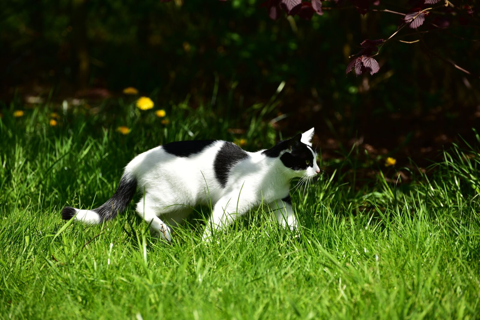 Nikon D750 sample photo. Cat, sun, hell photography