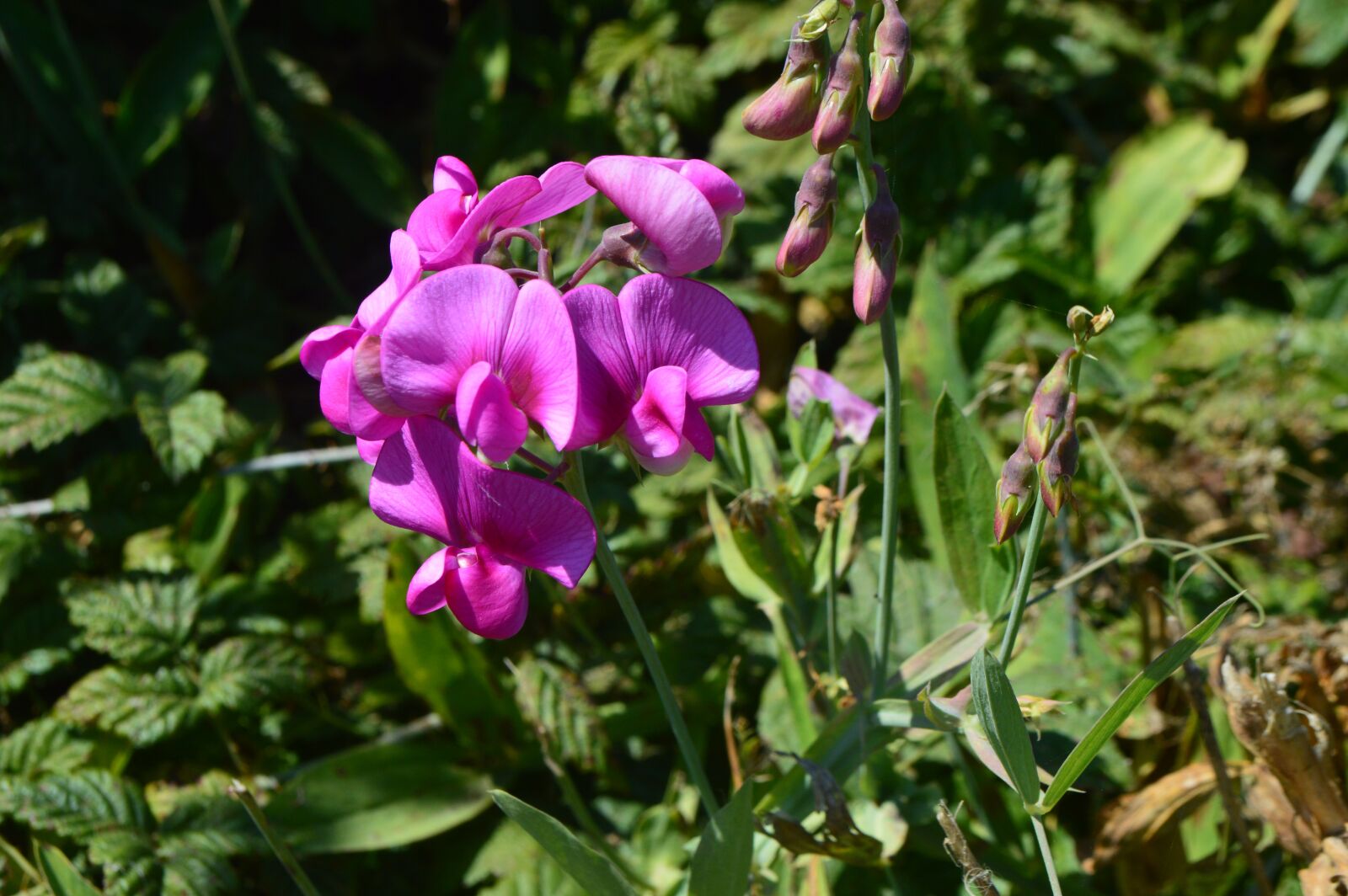 Nikon D3200 sample photo. Orchid, wild flower, wild photography