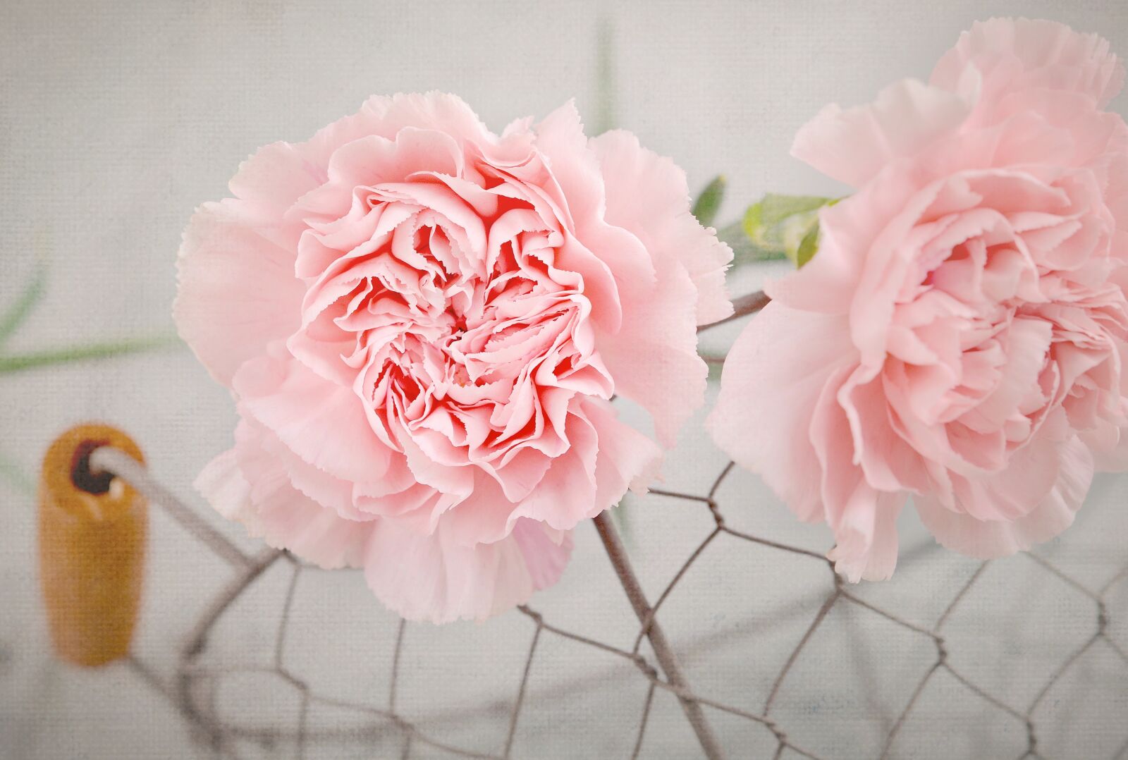 Nikon D7100 sample photo. Cloves, pink, flowers photography