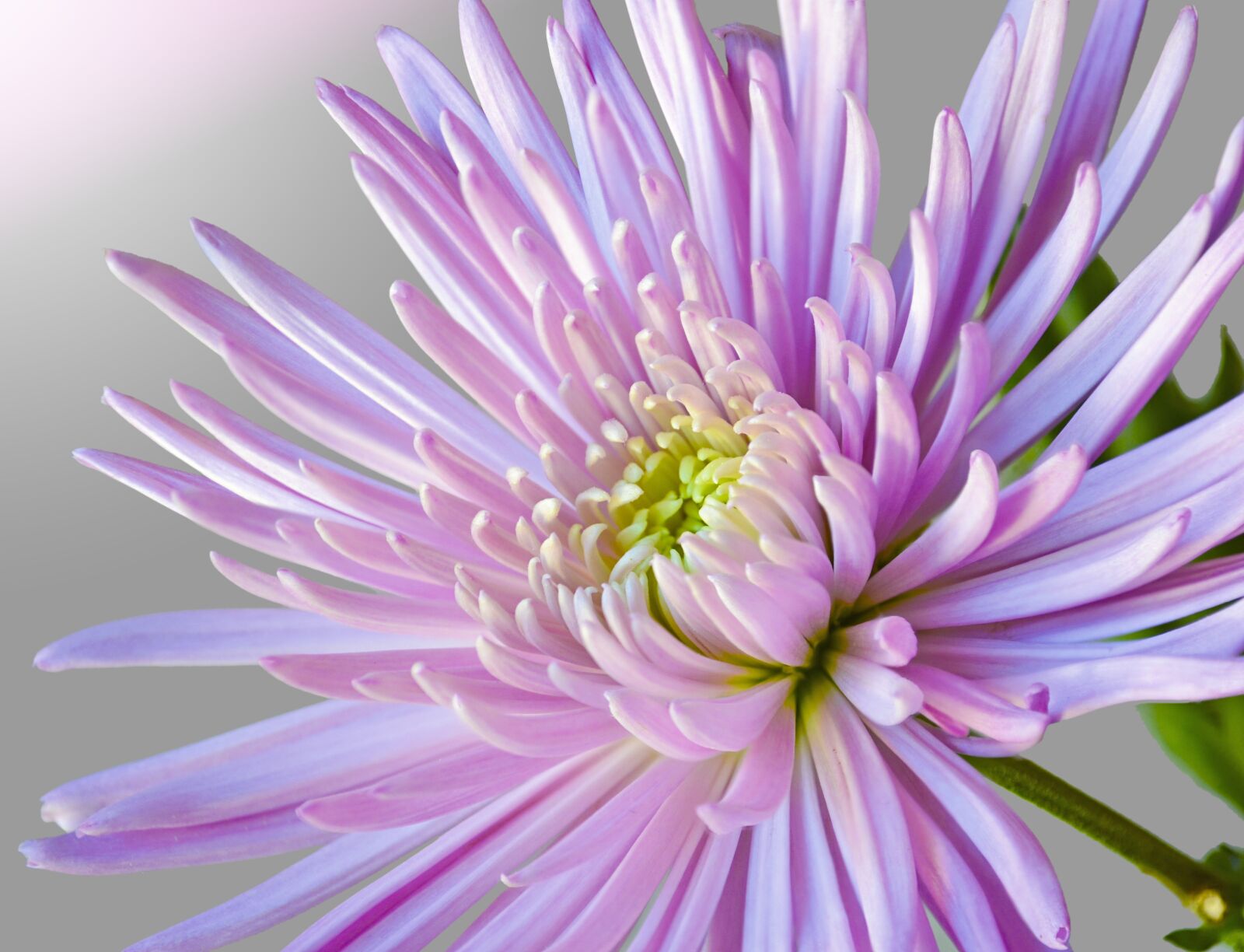 Nikon D5100 sample photo. Flower, flora, nature photography