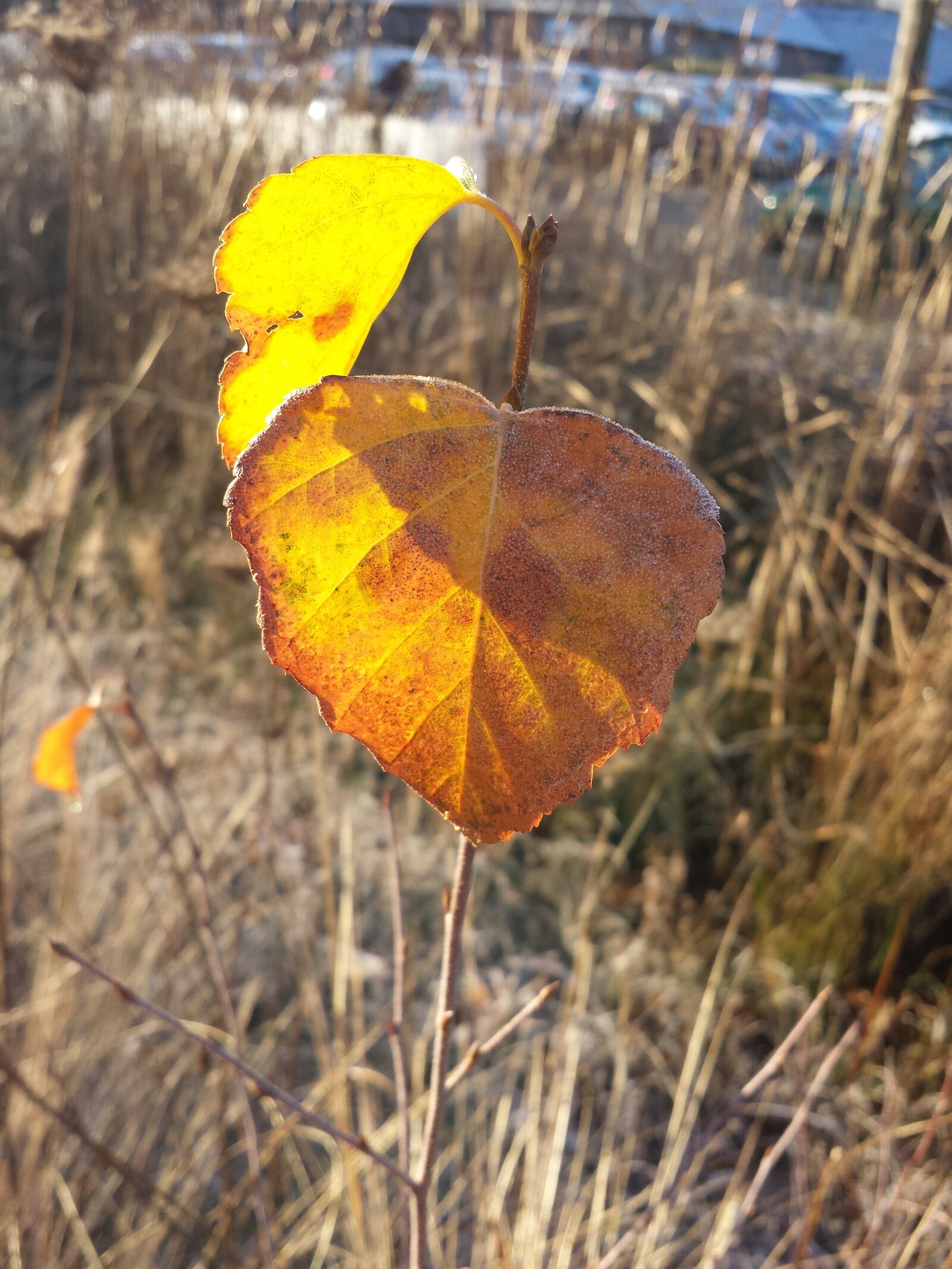Samsung Galaxy S4 sample photo. Nature, autumn, mood photography