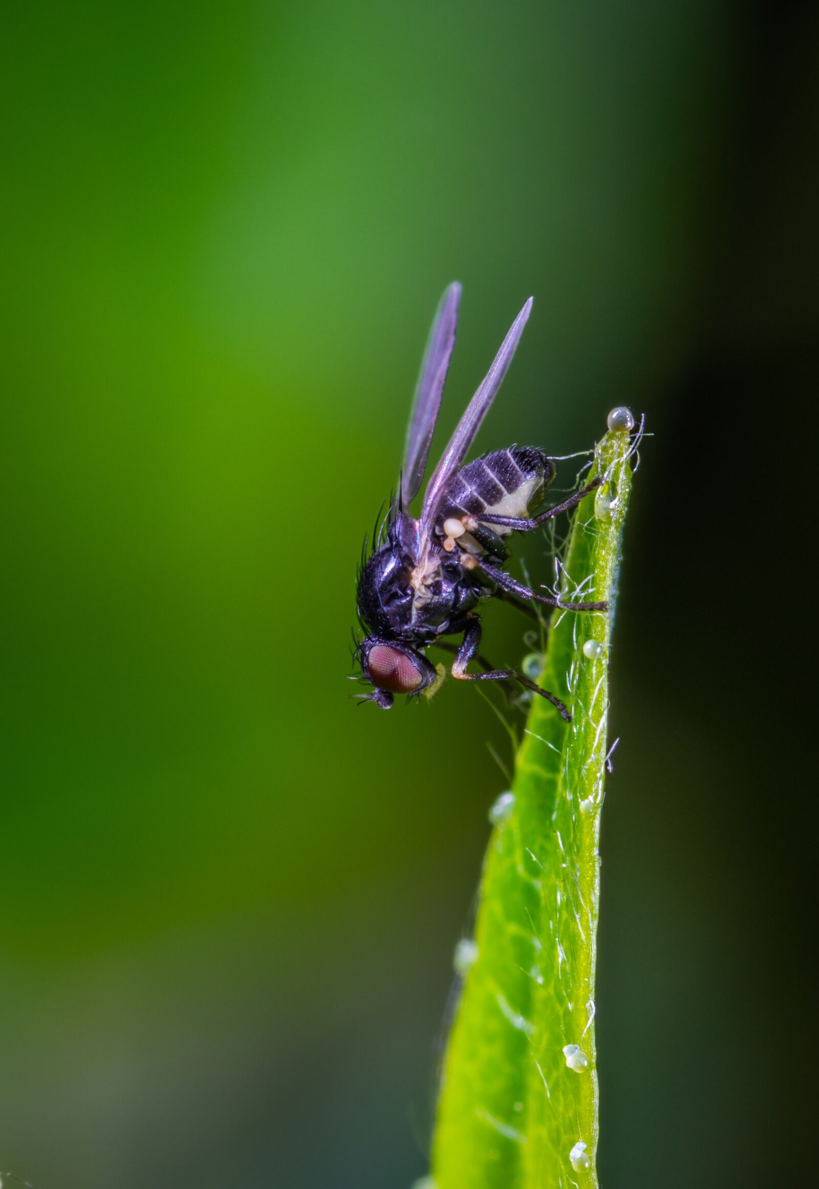 #124 65/2.8 sample photo. Insect, macro, fly photography