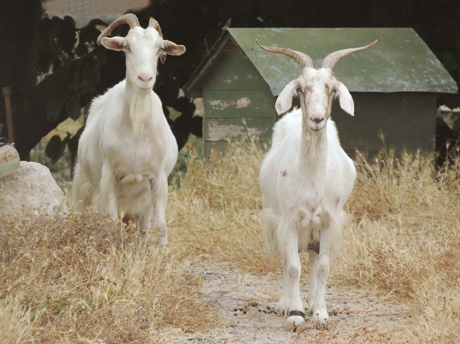 Nikon Coolpix P520 sample photo. Sardinia, goats, nature photography