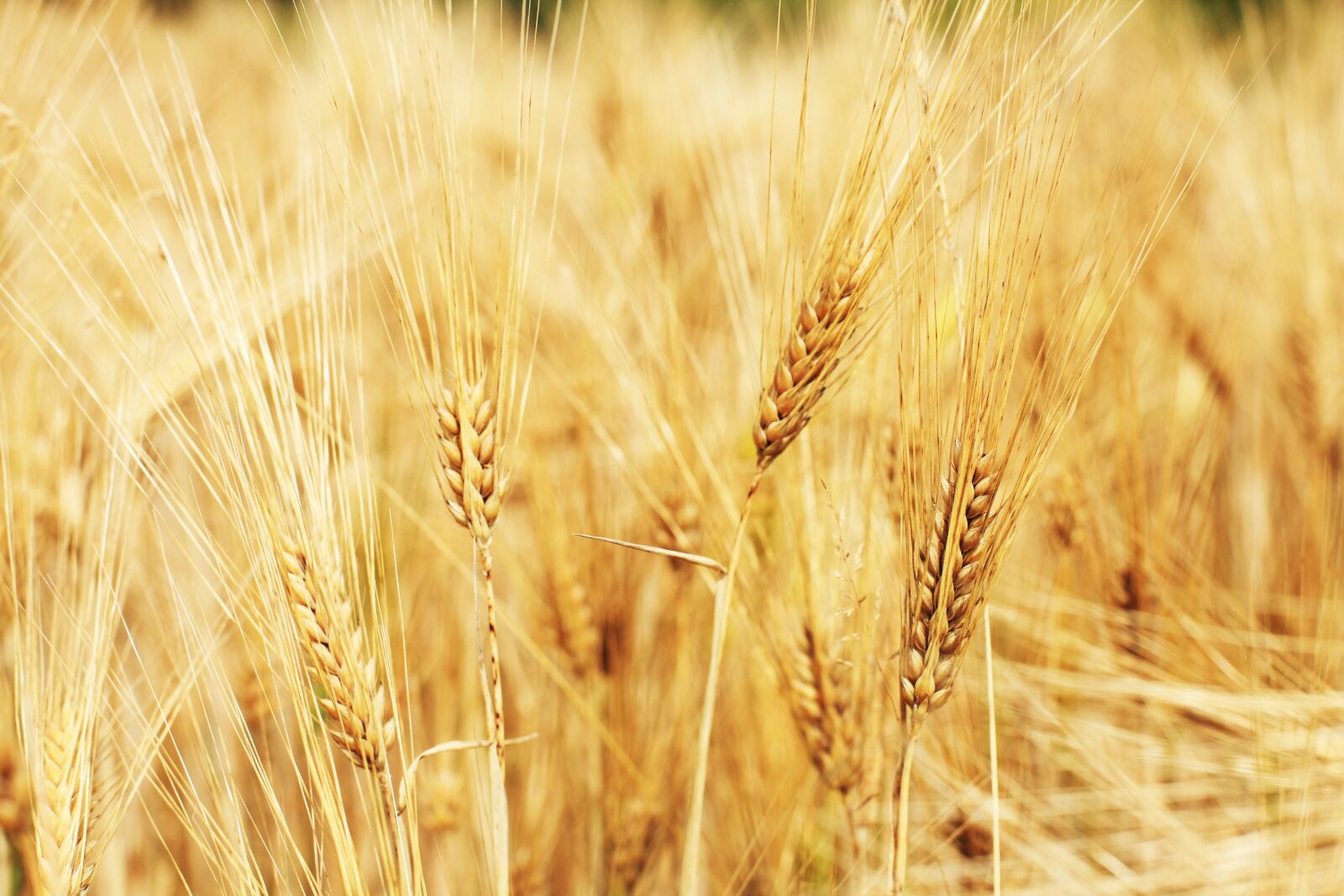 Canon EOS-1Ds Mark III sample photo. Wheat field, wheat, cornfield photography