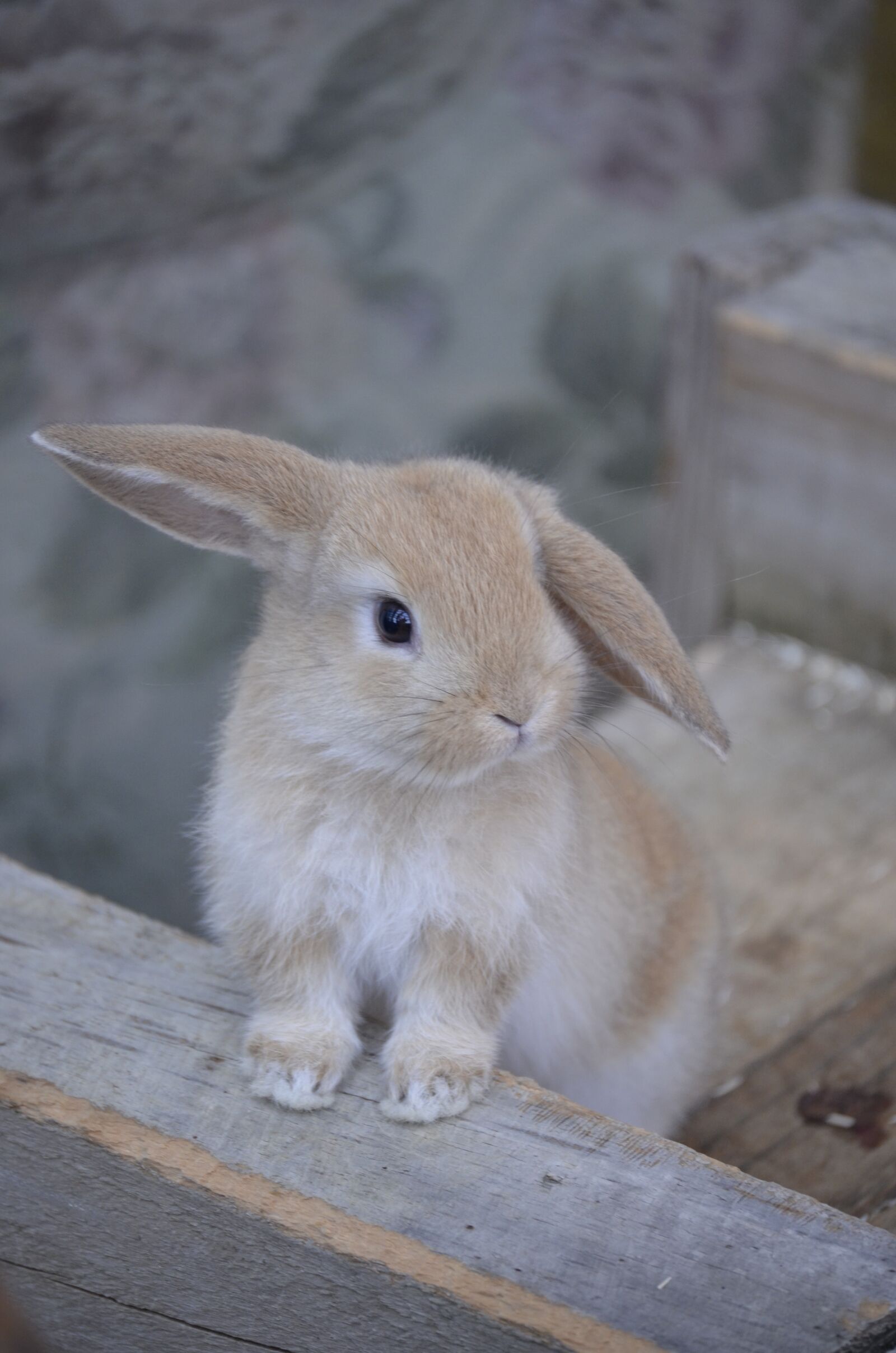 Nikon D5100 sample photo. Hare, golden bunny, dwarf photography