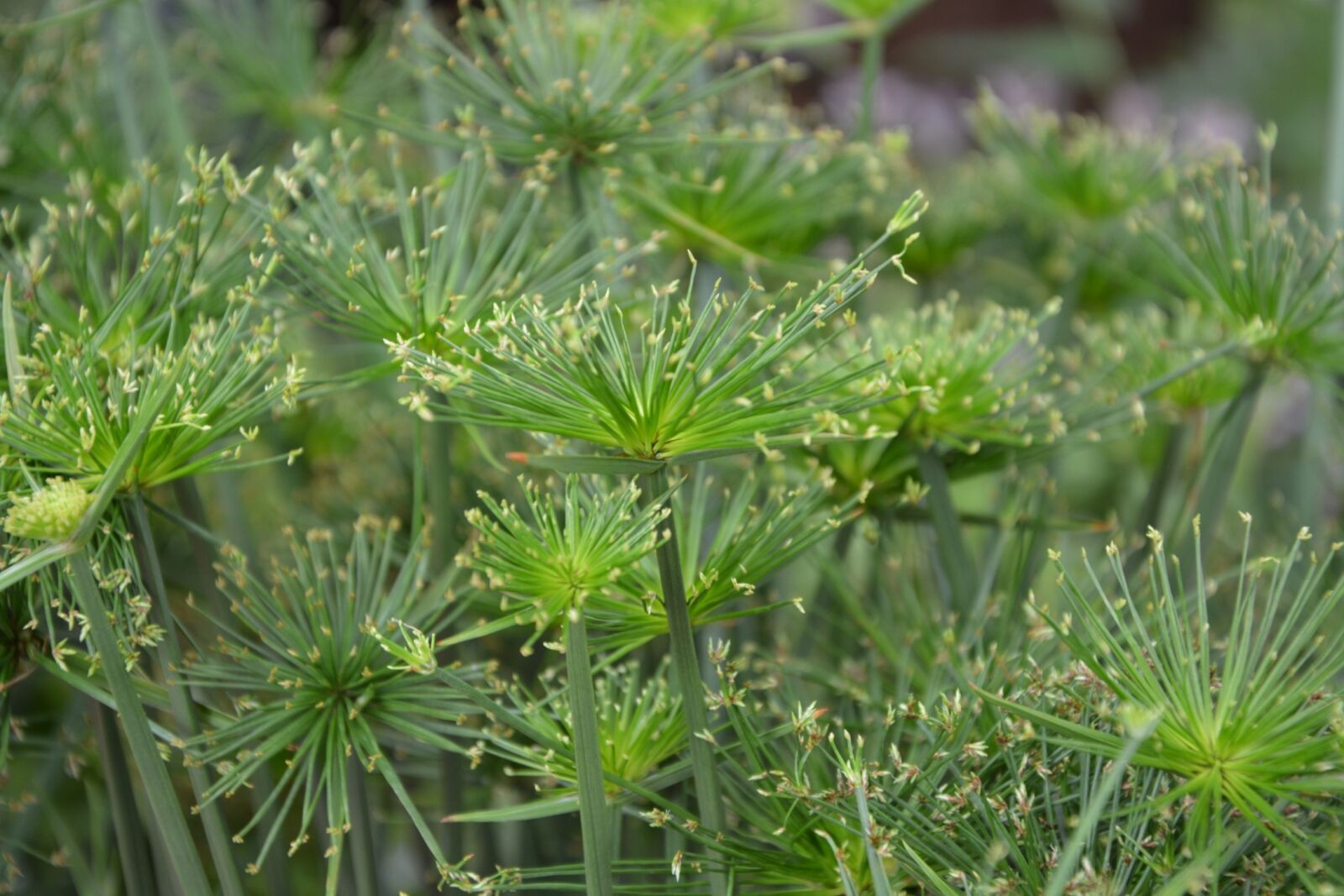Nikon D5200 sample photo. Green plants, shape umbrella photography