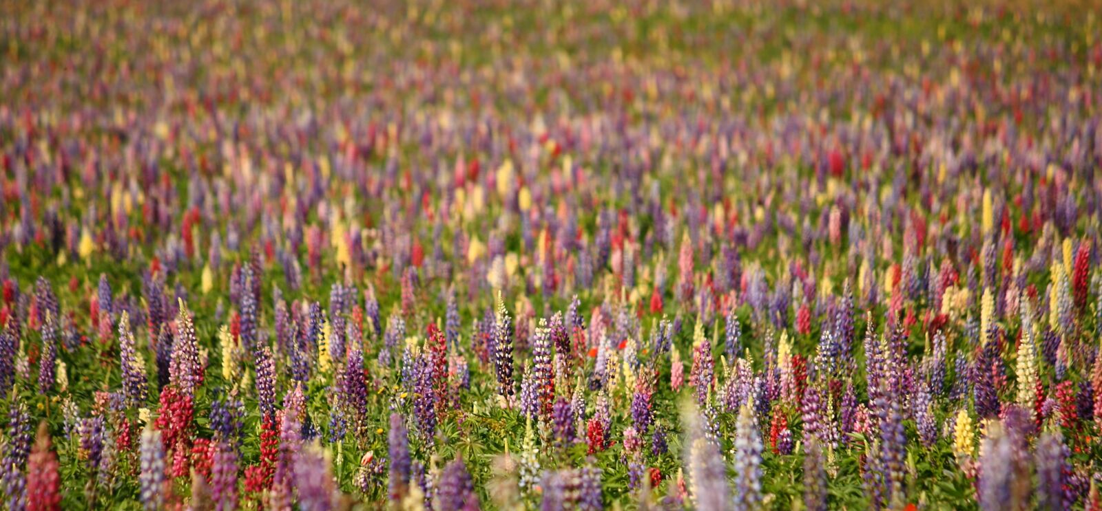 Canon EOS 400D (EOS Digital Rebel XTi / EOS Kiss Digital X) sample photo. Lupins, natural, summer photography