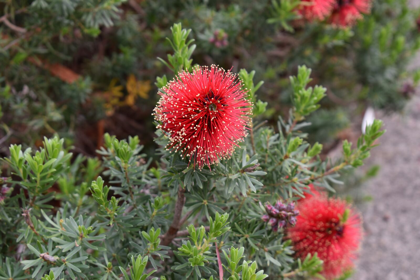 Nikon D3500 sample photo. Bottlebrush, flower, plant photography