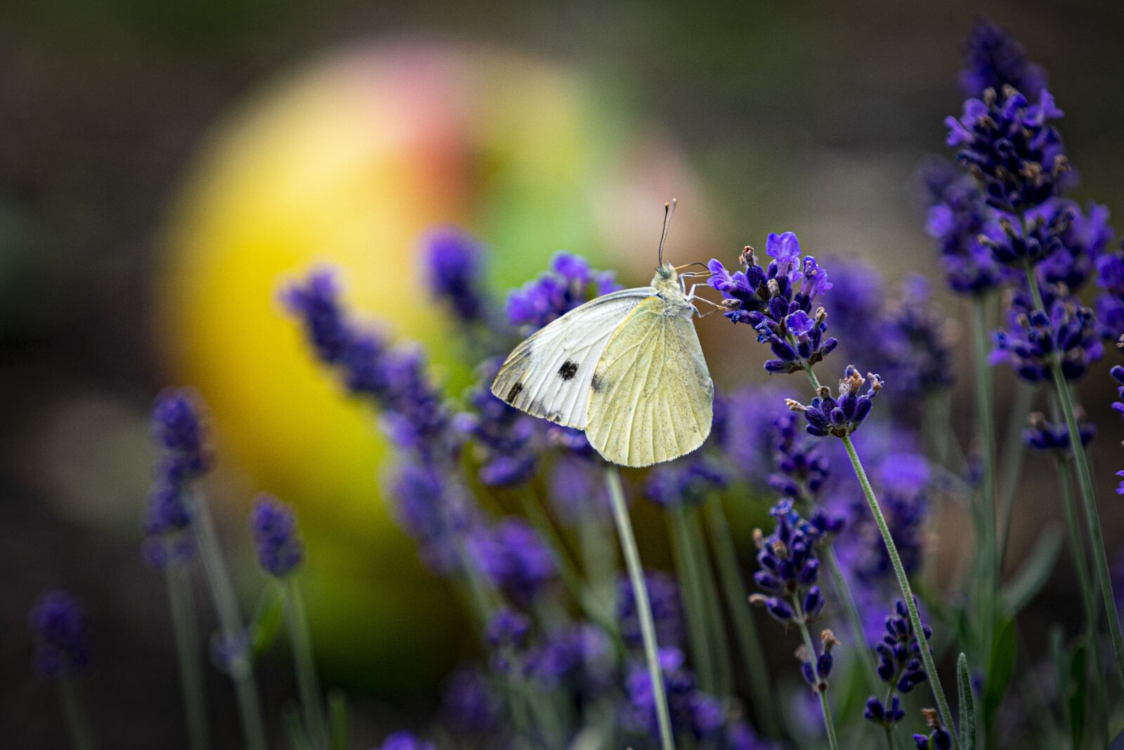 Sony a7 II + Sony FE 70-200mm F4 G OSS sample photo. Lavender, butterfly, nature photography
