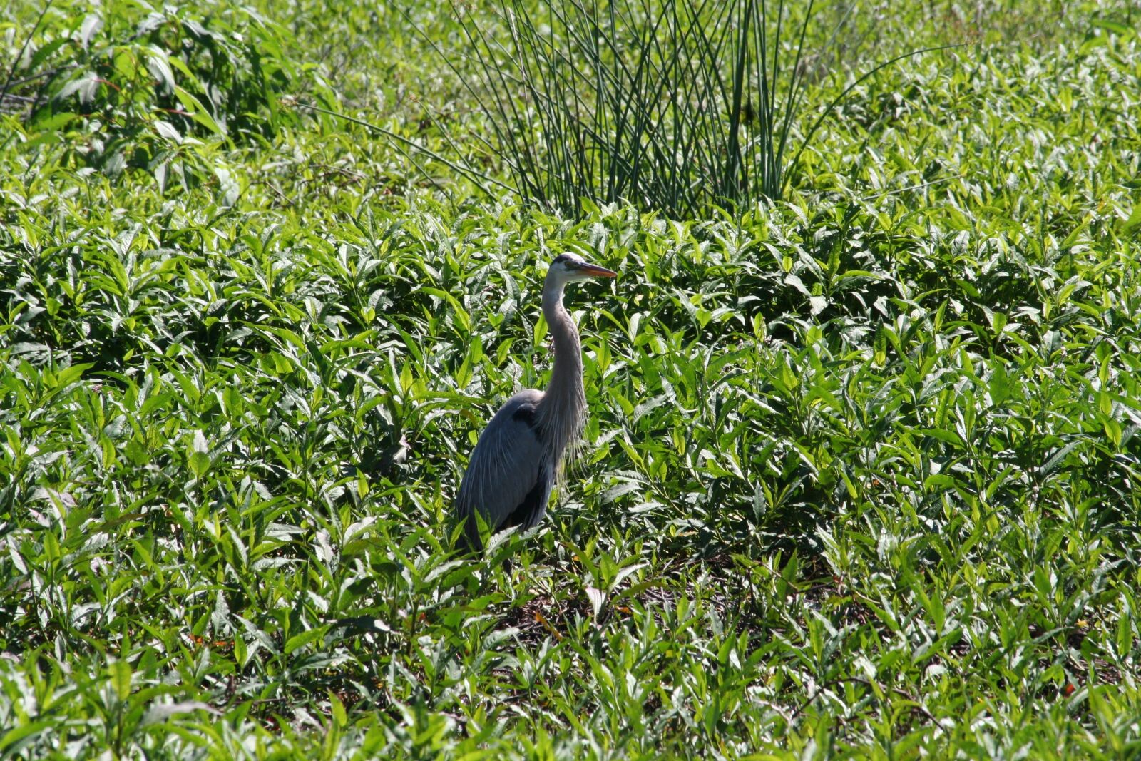 Canon EOS 350D (EOS Digital Rebel XT / EOS Kiss Digital N) sample photo. Bird, white, swamp photography