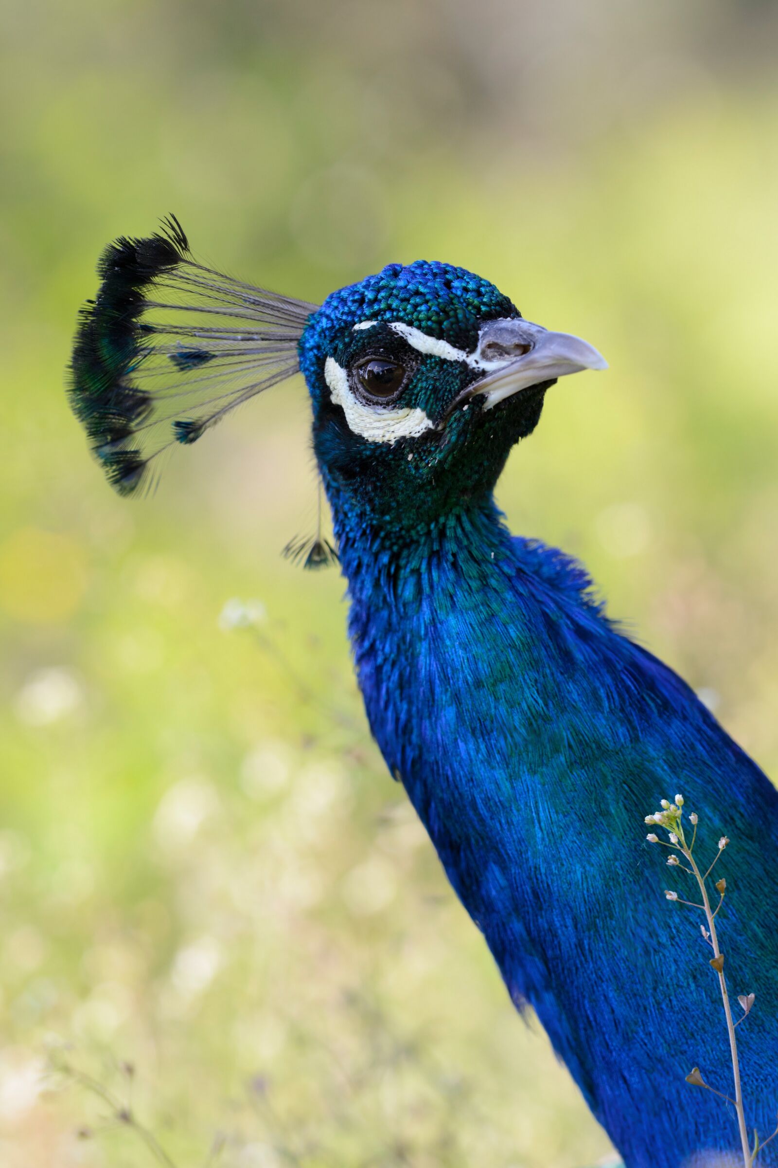 Nikon D3100 sample photo. Peacock, blue, bird photography