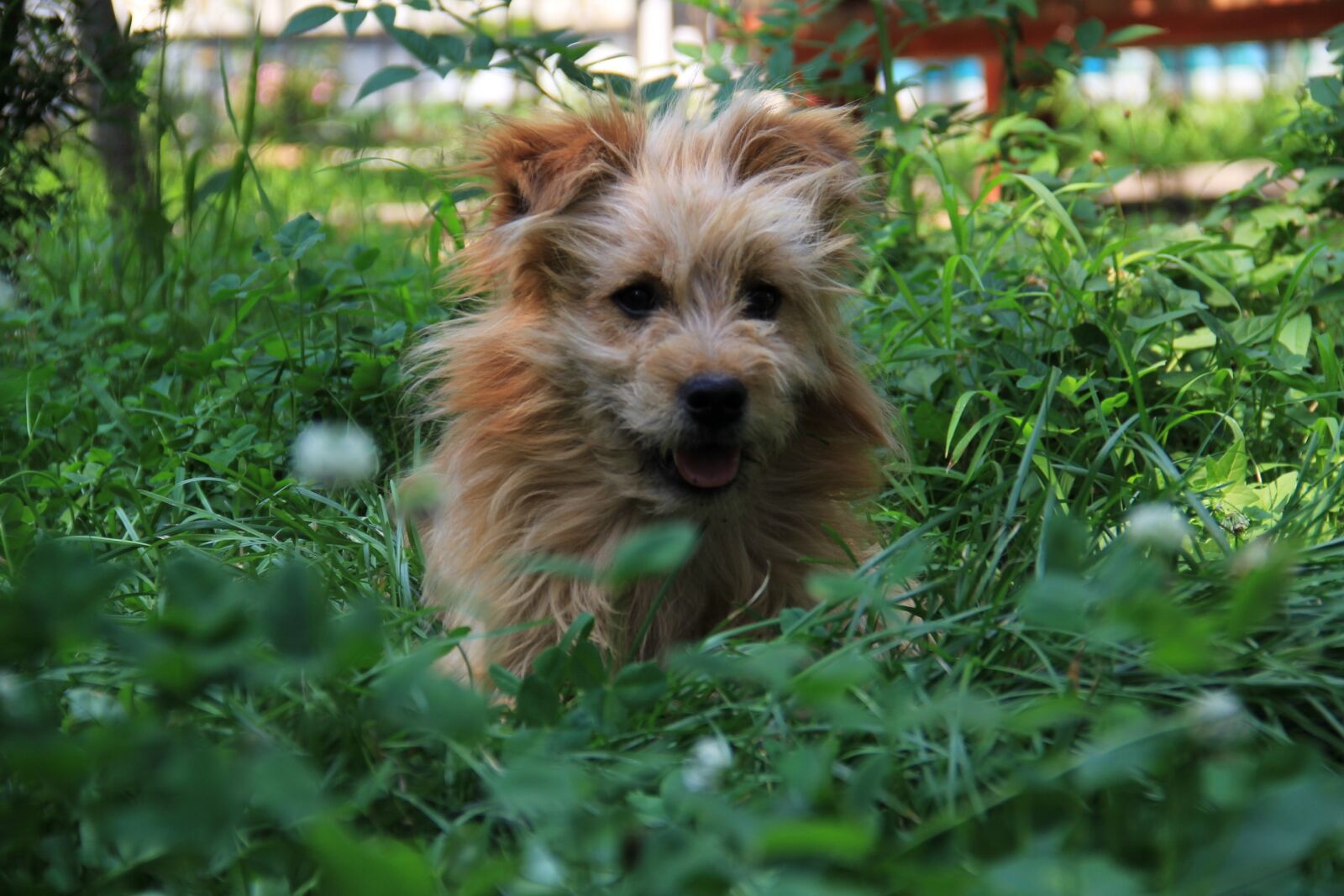 Canon EOS 60D sample photo. Nature, animal, dog photography