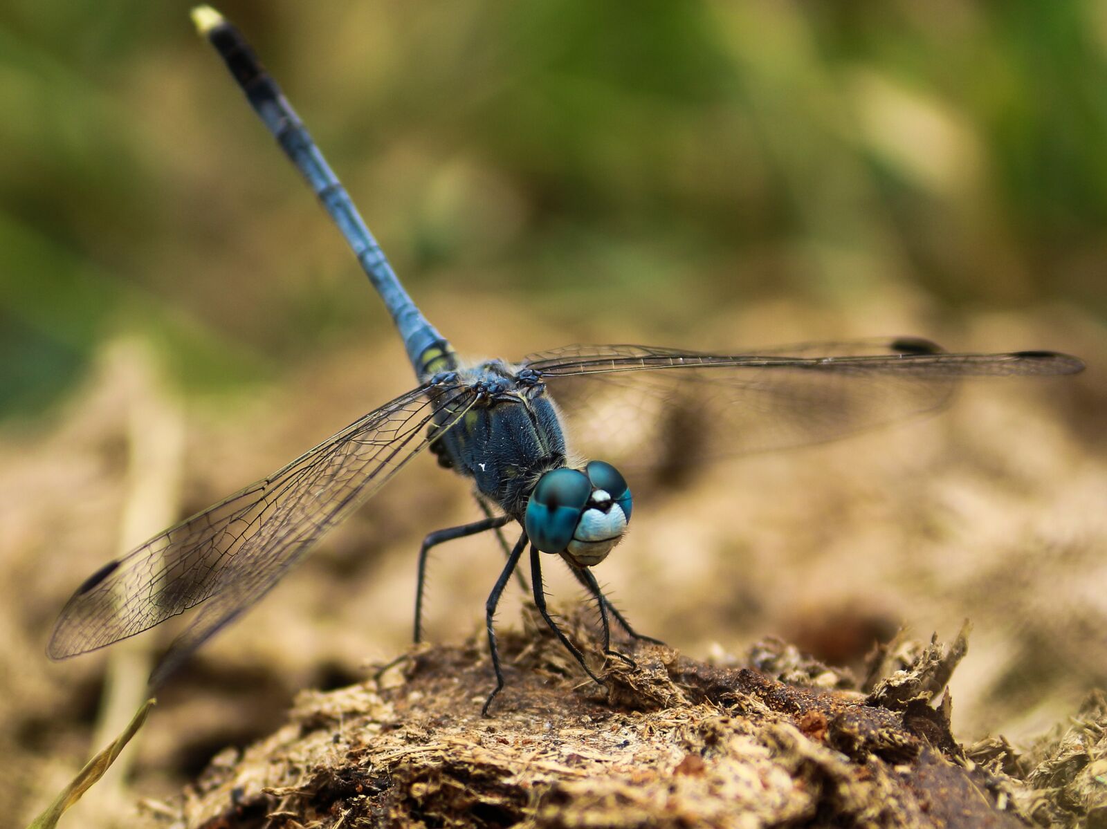 Canon EOS 700D (EOS Rebel T5i / EOS Kiss X7i) sample photo. Dragonfly, insects, fly photography