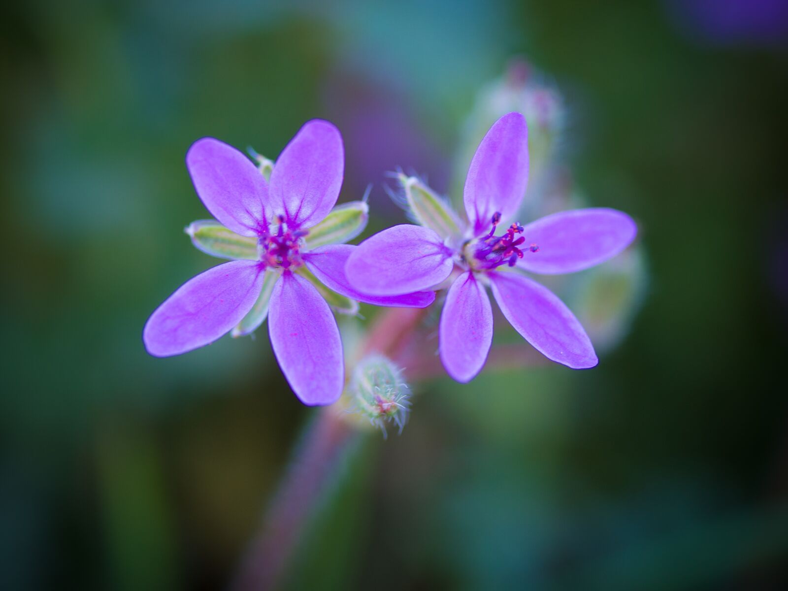 Olympus PEN E-PL9 sample photo. Flowers, purple, spring photography
