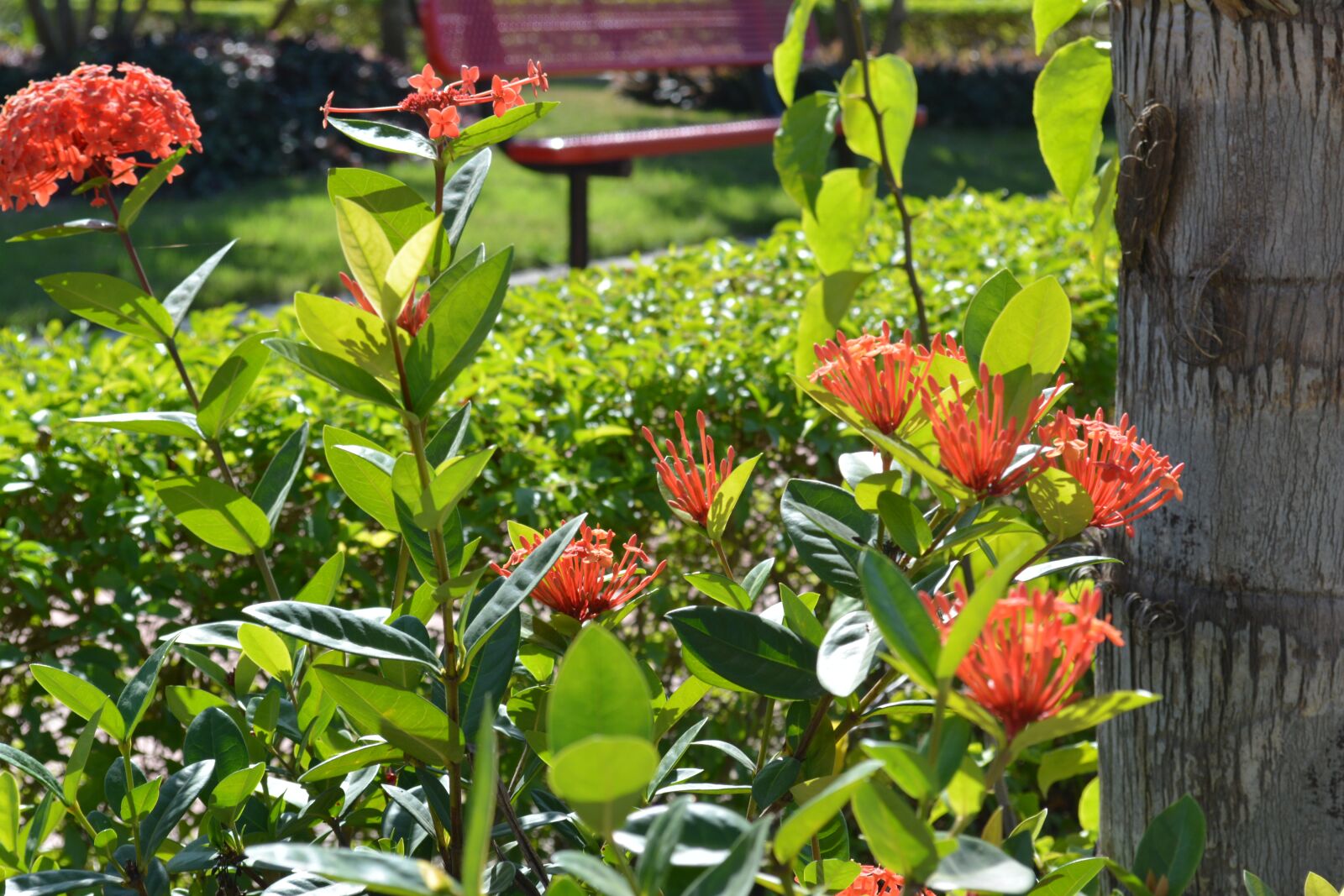 Nikon D5200 sample photo. Flowers, nature, garden photography